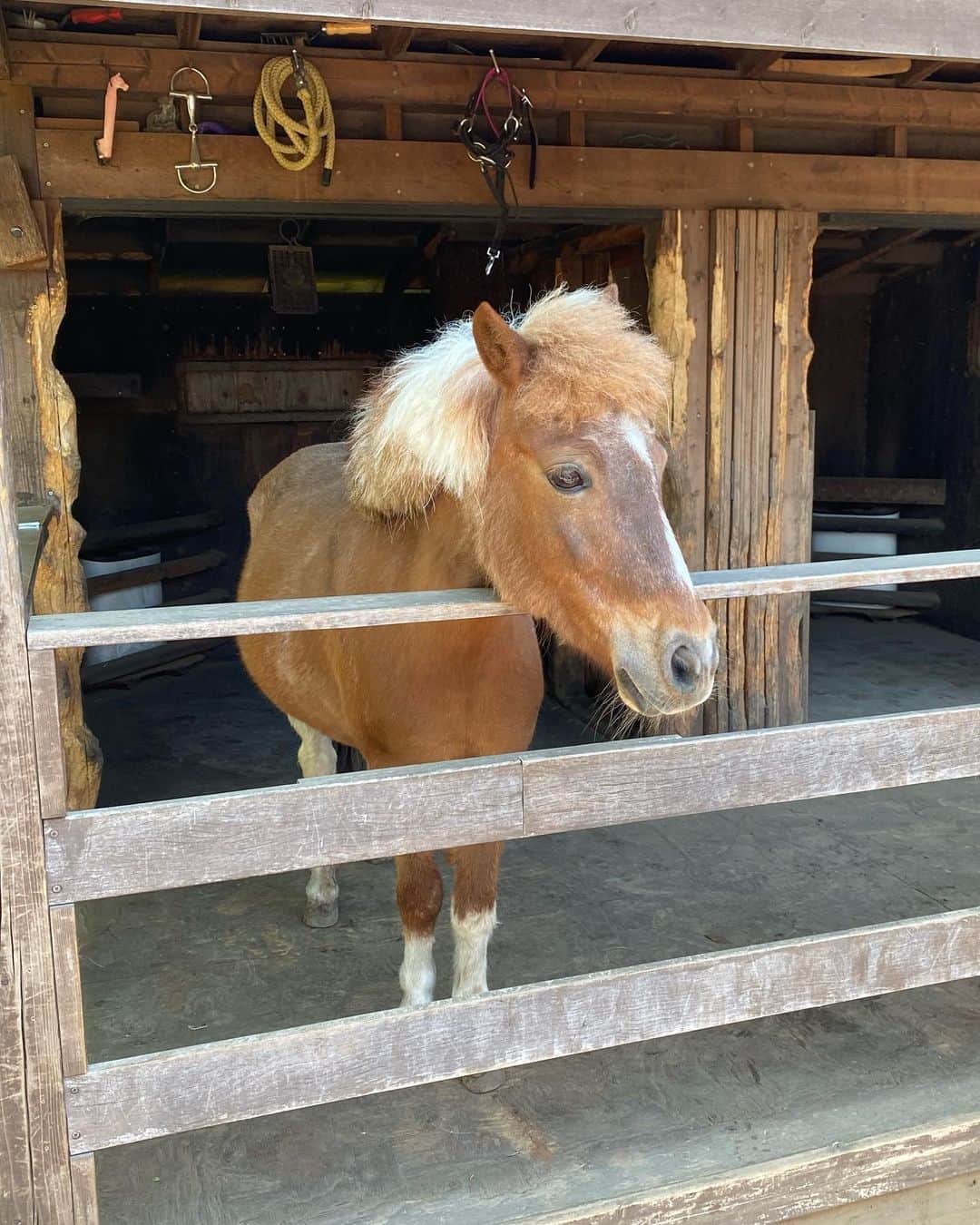 のインスタグラム：「🐎✨」