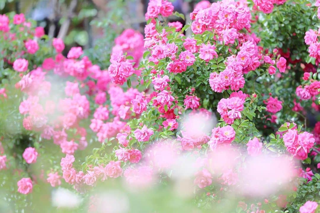 kiccyomuのインスタグラム：「☁️ 2023.05.31 Wed #京成バラ園 癒されますよね〜  #バラ 🌹  今日で5月も終わり 明日から6月ですネ〜  梅雨の季節☔️ 紫陽花でも撮って 楽しましょう📸  location #千葉 ❣️ 📷撮影 2023年5月26日」