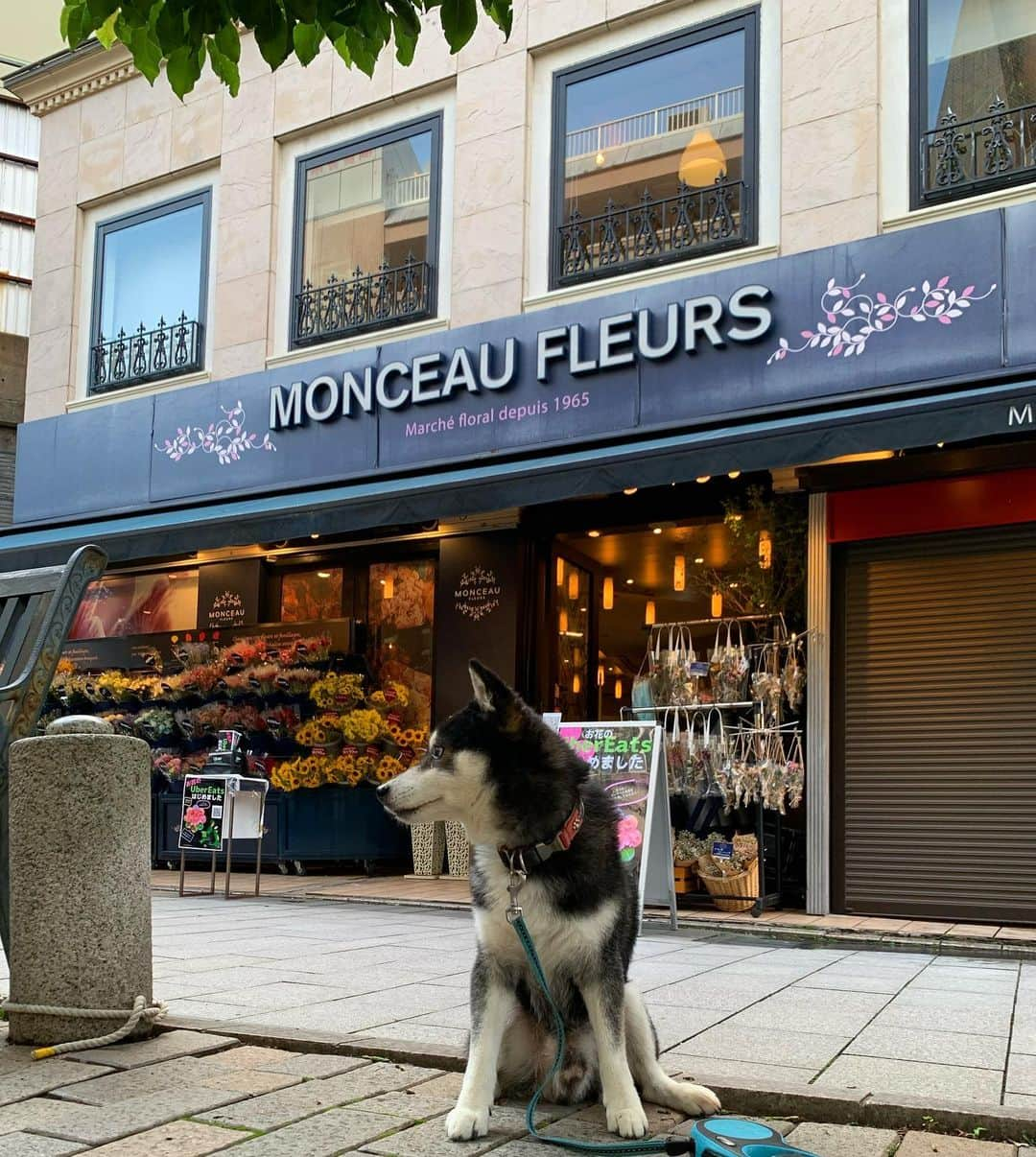 くろさんのインスタグラム写真 - (くろInstagram)「💐🐕‍🦺  #monceaufleurs #モンソーフルール #モンソーフルール自由が丘本店 #flowerdog #jiyugaokadoglife  #自由が丘犬 #奥沢犬 #柴犬 #黒柴 #黑柴 #モデル犬  #shibadog #shibainu #shibastagram #blackshiba #kuroshiba #instadog #dogstagram」5月31日 19時09分 - m6bmw