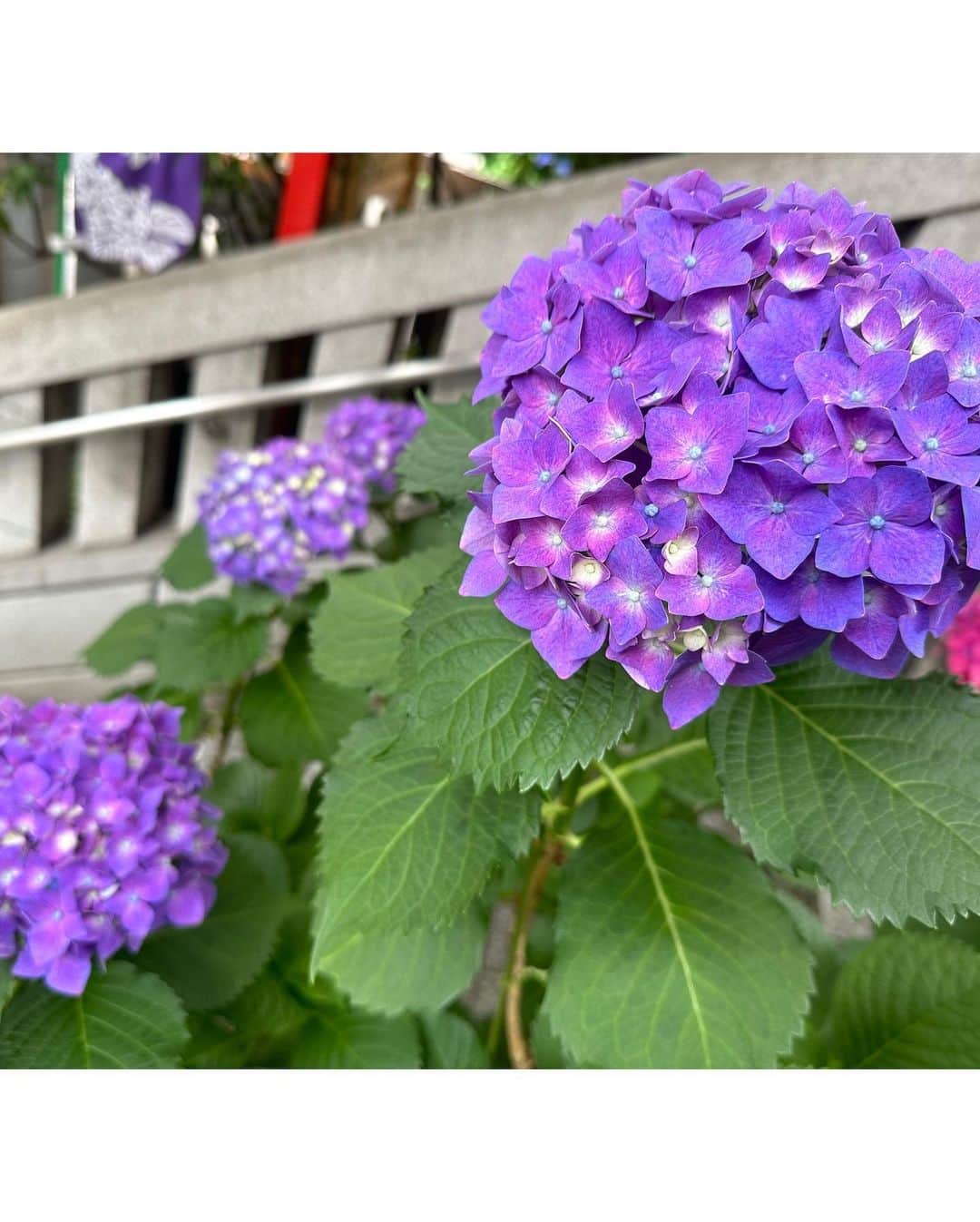 上野愛奈さんのインスタグラム写真 - (上野愛奈Instagram)「． こんばんは^ ^ 梅雨入りした地域もありますが、東京も少しムシムシした空気を感じます。そんな中で、紫陽花を見つけました🤳これからが本番ですね🪻🐈  #明日から6月  #台風にもご注意を」5月31日 19時11分 - ueno_aina_816