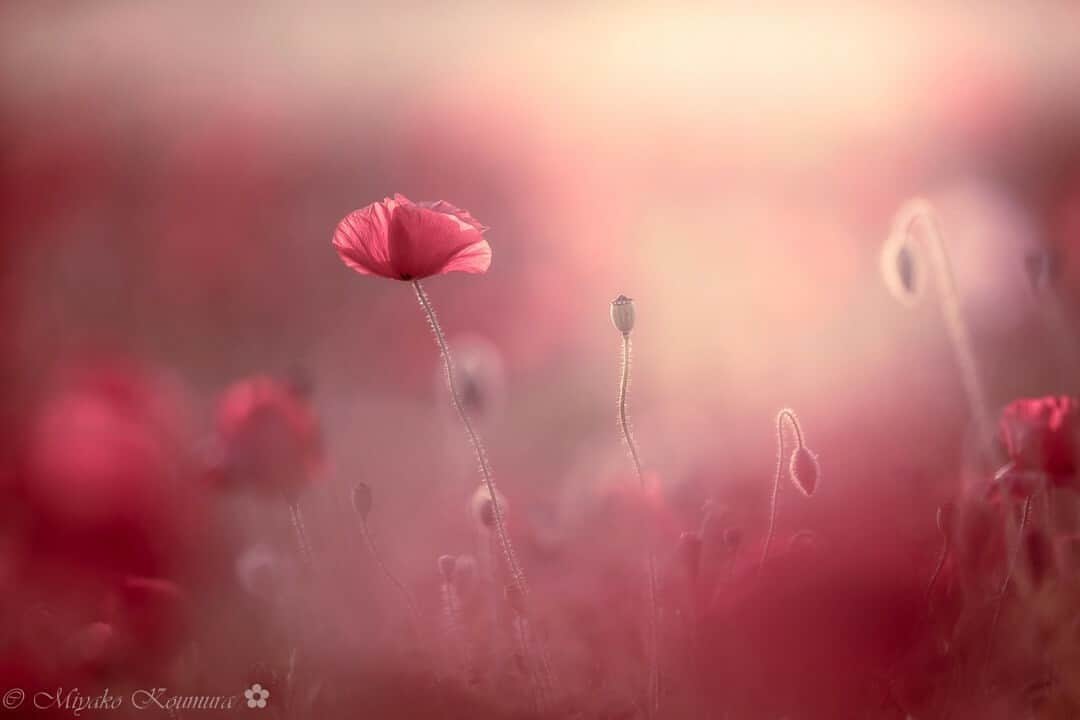 花の写真館のインスタグラム：「Photo by @miyako_koumura. https://instagram.com/miyako_koumura/ . Original Post[投稿いただいたURL] https://www.instagram.com/p/CsizNKGPcI5/ . 本アカウントは、 #私の花の写真 をつけてInstagramに投稿された皆さまの花の写真や、「花の写真館」Facebookページで投稿された花の写真を紹介します。 「花の写真館」Facebookページは、「 @floral.photograph 」のプロフィールにあるURLからご覧ください。 . ※各種法令、マナー、関係者の指示に従った撮影をお願いします。 *Please ensure that your photography adheres to all relevant laws, etiquette, and instructions issued by authorized persons. ※本アカウントは東京カメラ部がFacebook、Instagramのサービスを利用して運営しているもので、Meta社・Instagramとは一切関係ありません。 . #花の写真館 #floralphotograph #floralphoto #flower #flowers Follow: @floral.photograph」