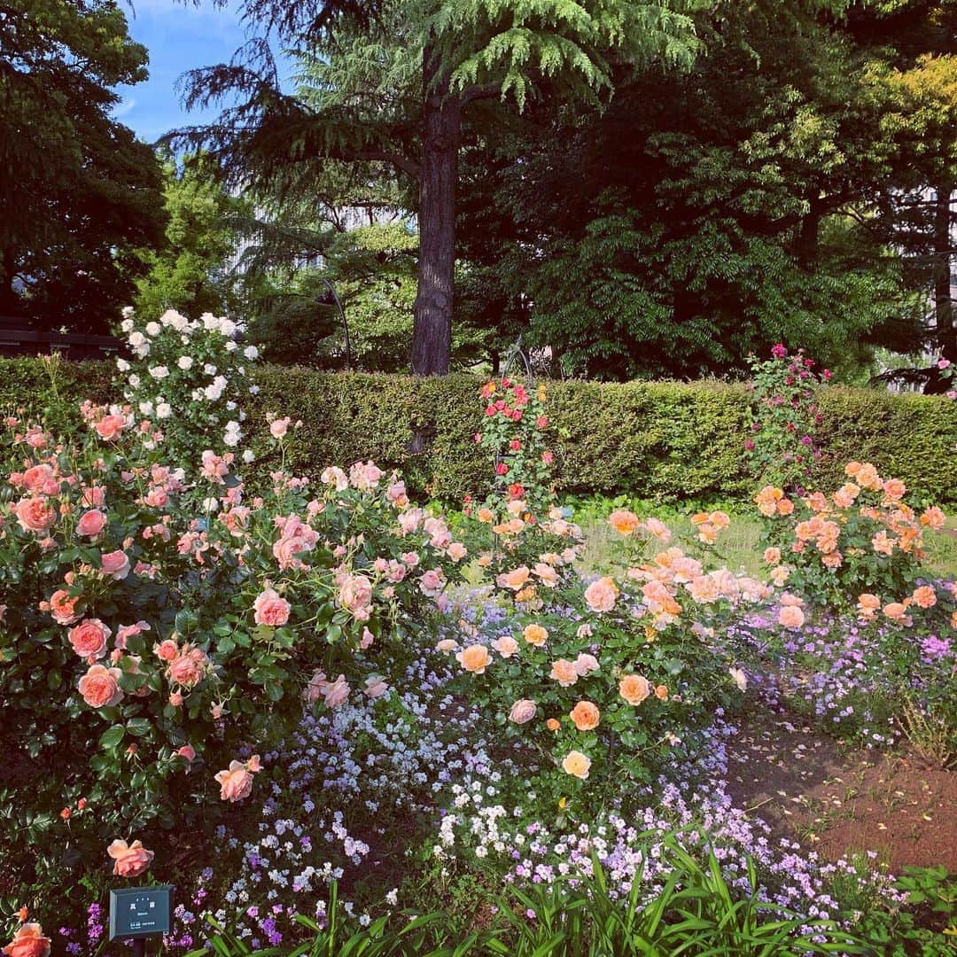 加藤千恵のインスタグラム：「いつかの日比谷公園。友だち親子と。美しいバラを愛でながらゆっくり散歩……する余裕はまったくなく、走る子どもたちを見失わないようにひたすら追いかけてばかりいた親たち。バラ写真も、この1枚を撮ったくらい……。」