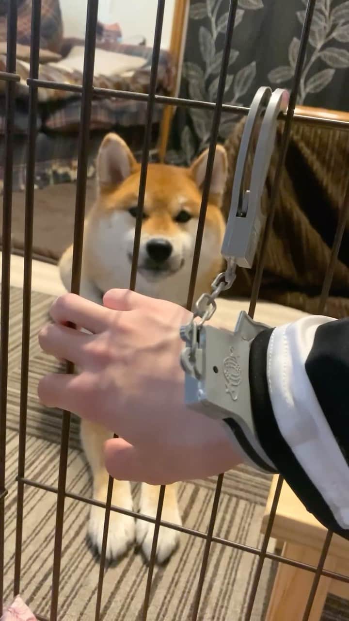 和風総分家のインスタグラム：「飼い主を育児放棄した柴犬こまちゃん#short」