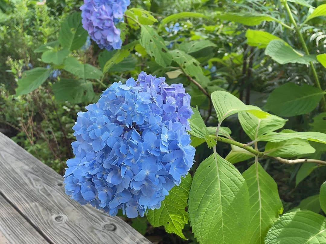 yurikaさんのインスタグラム写真 - (yurikaInstagram)「💙Hydrangeas..🫧💜 * お散歩にお出かけしたら 紫陽花がめちゃくちゃ綺麗だった💙✨ 見たことない綺麗なブルーと一部紫に変わってる感じが綺麗すぎる🥹🦋💜 他にも白いぽわんと丸いのもあった🫧 お花が咲いてるとめちゃくちゃじっくり見ちゃう🤤 * 息子くんのコーデは洋梨ちゃん🍐 いとこに頂いた洋梨の帽子にイエローの半袖とサロペットの組み合わせ😙💛 * * この日は雨の予報だったけど、晴れて日差しもあったから忘れずUVケアもしっかりと✊！ アロベビーのミストは、UVケアもできて、アウトドア対策もできて、ささっとつけられてすっごく便利🥹✨足丸出しスタイルにもしゅしゅーっとやるだけ！ ついでに私の手元にもつけてる😂💕 * もちろんボディクリームもアロベビー🫶💚 * * #hydrangea #紫陽花 #お散歩 #生後6ヶ月 #生後6ヶ月男の子 #生後6ヶ月コーデ #男の子コーデ #新米ママ #ママコーデ #令和4年ベビー #ootd #男の子ベビー  #ALOBABY #アロベビー #マイアロベビー #ベビースキンケア #アロベビーミルクローション #アロベビーUVアンドアウトドアミスト #ベビー日焼け止め #alobaby_pr」5月31日 20時10分 - yuri0813ka