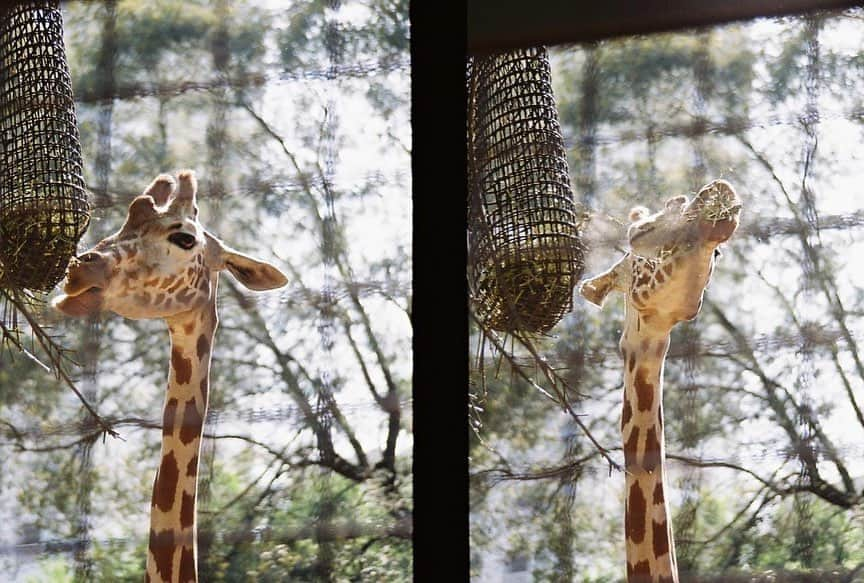 田野アサミさんのインスタグラム写真 - (田野アサミInstagram)「🦒🩷 BIG LOVE🦒。麒麟が好きな私。 《小学校１年生の時に麒麟を描いた絵を褒めてもらい🖼️そして市の展示に抜擢されたのです。》 それをきっかけに麒麟🦒が大好きに。 口元可愛い。おめめも可愛い。 ツノも可愛い。膝も可愛い。全部可愛い。 なんだかんだキチンと🦒会うのは小学生ぶり？ 大興奮の動物園でした。with#本渡楓 ✨ この写真は楓がフィルム🎞️カメラで写し出してくれました。ありがとう💋 私がはしゃぎまくる姿を楓は聖母のように見守ってくれていました😇笑 #田野アサミ#asamitano#フィルムカメラシリーズアサミ#動物園#zoo#girraffe#麒麟 カレンダーとかにしちゃう？笑」5月31日 20時13分 - tano_asami