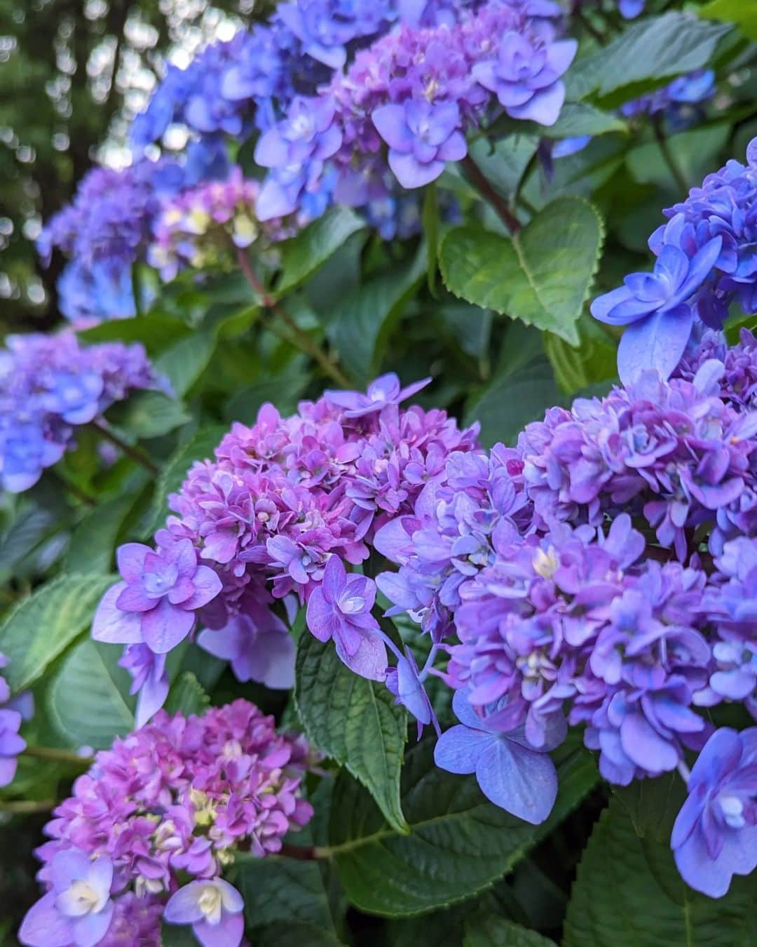 松山メアリのインスタグラム：「☔🫧  #紫陽花  #flowers  #rainyday」