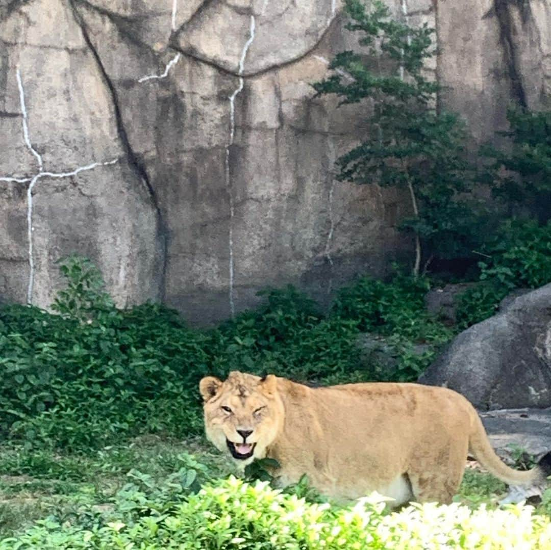 遊佐ちえみさんのインスタグラム写真 - (遊佐ちえみInstagram)「🦁🐒🐻  📍浜松市動物園 はまℤ𝕆𝕆 静岡県浜松市西区舘山寺町199  久しぶりに行くと童心にかえって はしゃいでしまいます🥹  その時にしか見られない表情や仕草が たまりません。  大人500円 中学生以下 無料  駐車場あり(200円)  #浜松市動物園 #はまZOO #レッサーパンダ #ゴールデンライオンタマリン #キリン #カピバラ #ライオン #ツキノワグマ #海の湖HAMANAジェンヌ #visit浜名湖」5月31日 12時09分 - yusa_cgram