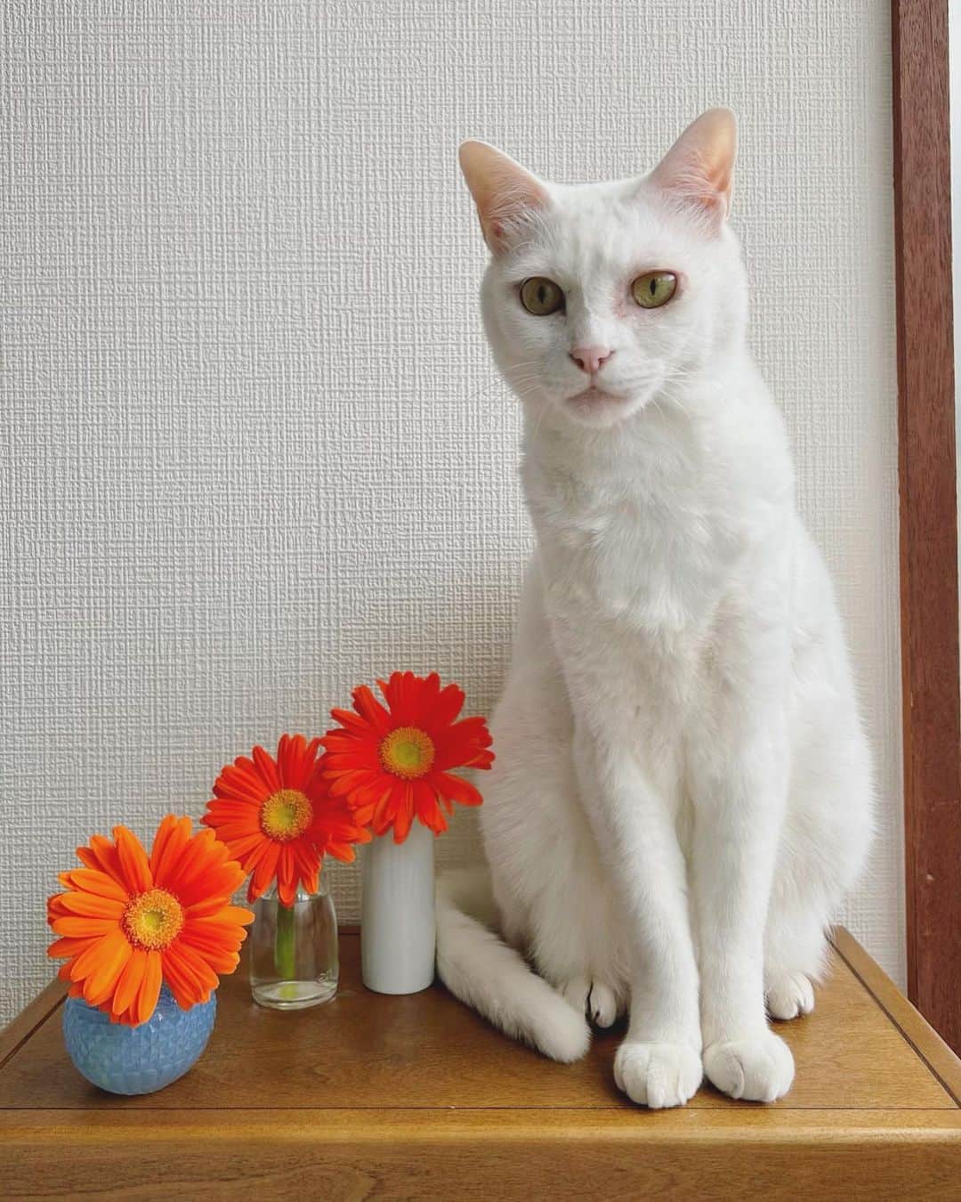 八、おこめさんのインスタグラム写真 - (八、おこめInstagram)「🧡🧡🧡 可愛いガーベラと美しいおこちゃん撮ってたら… パチくんもやって来た。花の裏まで観察w パチくんも撮ってあげるって言ったら ちゃんとシャキッとしてた✨w ガーベラちゃんかわいく生けてあげれんくてごめんよ💦 #ガーベラ #花と猫 #八おこめ #ねこ部 #cat #ねこ #猫 #ネコ」5月31日 12時20分 - naomiuno