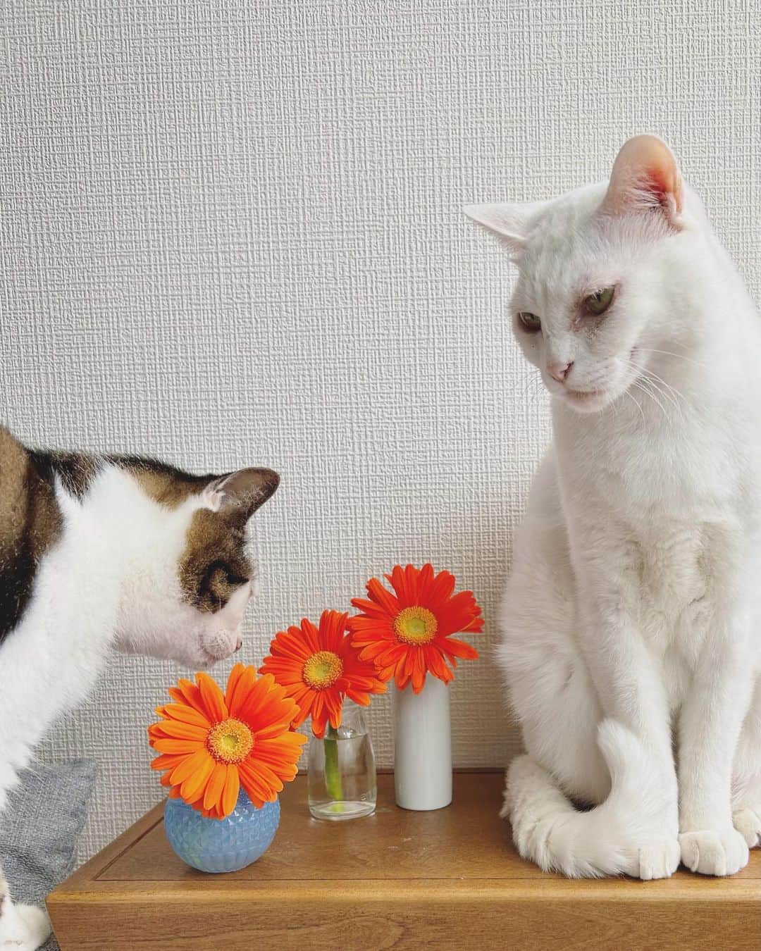 八、おこめさんのインスタグラム写真 - (八、おこめInstagram)「🧡🧡🧡 可愛いガーベラと美しいおこちゃん撮ってたら… パチくんもやって来た。花の裏まで観察w パチくんも撮ってあげるって言ったら ちゃんとシャキッとしてた✨w ガーベラちゃんかわいく生けてあげれんくてごめんよ💦 #ガーベラ #花と猫 #八おこめ #ねこ部 #cat #ねこ #猫 #ネコ」5月31日 12時20分 - naomiuno