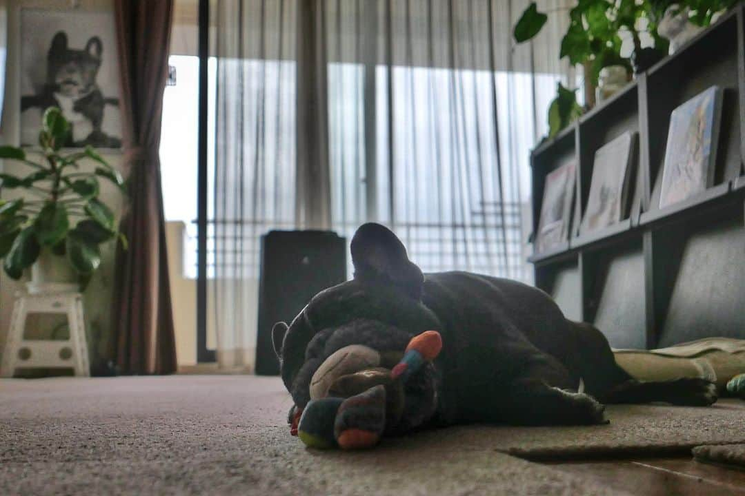 Turbo_dad フレブルのターボさんのインスタグラム写真 - (Turbo_dad フレブルのターボInstagram)「まったり  #frenchbulldog #frenchbulldogsofinstagram #frenchbulldoglife #frenchbulldoglove #frenchie #frenchiesofinstagram #frenchiegram #frenchielife #buhi #フレンチブルドッグ #フレンチブルドッグのいる生活 #フレンチブルドッグブリンドル #フレンチブル #フレブル #フレブルライフ #フレブルのいる生活 #フレブルのいる暮らし #leica #dlux7 #パナライカ #leicadlux7」5月31日 13時42分 - turbo_dad