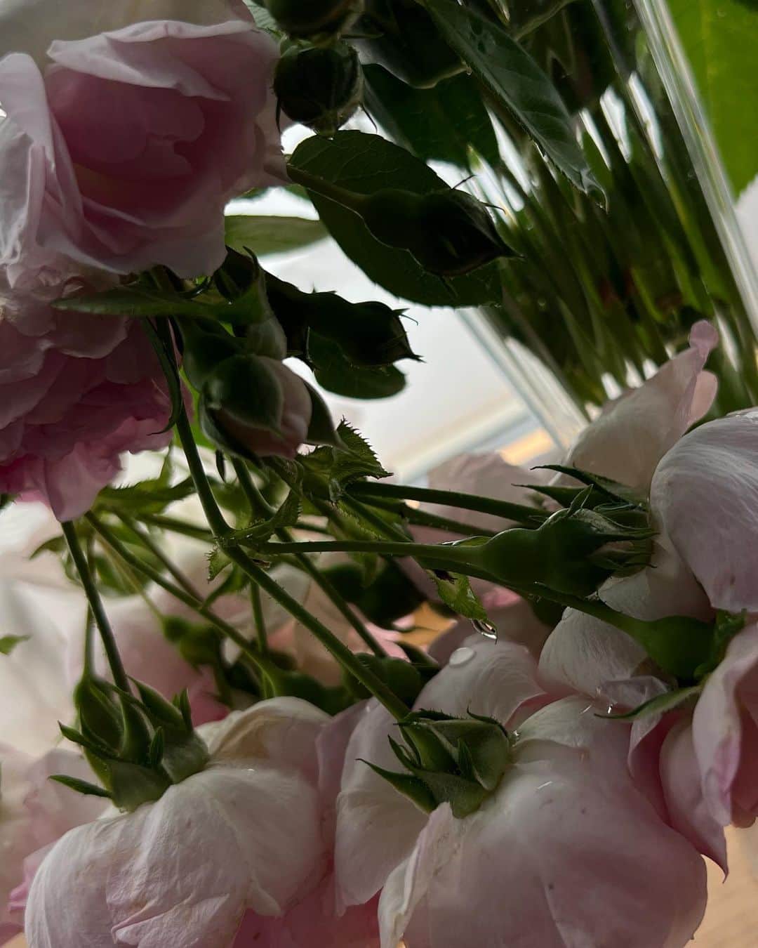 志崎樺音さんのインスタグラム写真 - (志崎樺音Instagram)「・  この時期花が沢山咲いていて綺麗なので時が止まってくれたら良いなと思ったり  思わなかったり  ぱっと未来に飛んじゃいたいと思ったり  去年もそんなこと言ってた気が笑」5月31日 14時07分 - kshizaki_official