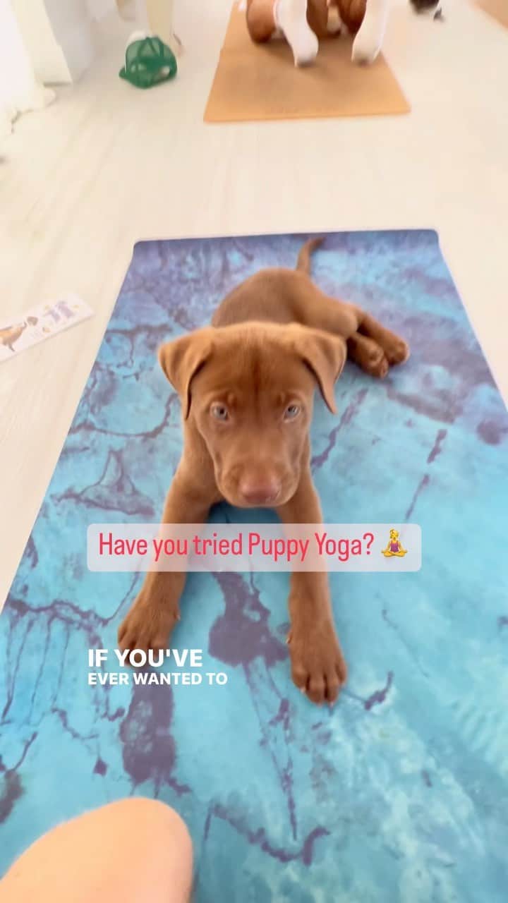 アラン・ディクソンのインスタグラム：「Business Idea: Ticketed Puppy Yoga Class. Fund an Animal Rescue Shelter for dogs, rent a yoga studio. You make money, shelter makes money, dogs get social playtime, maybe even adopted. Win-win. Thank you @awlqld #puppyyoga #yoga」