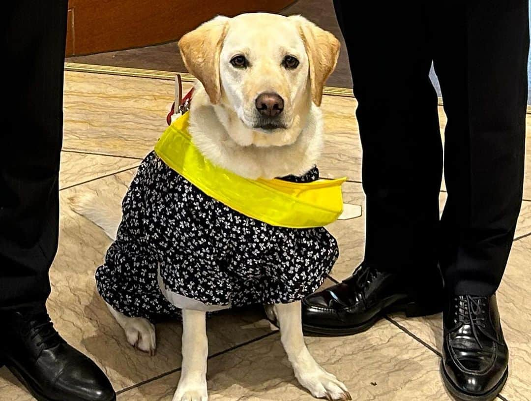 ニューオータニイン札幌さんのインスタグラム写真 - (ニューオータニイン札幌Instagram)「盲導犬の「ツキちゃん」再来店！ 本日、ゴールデンウィークに開催した盲導犬チャリティビュッフェの一部を寄付、感謝状を頂戴しました。 ご参加いただいた皆様ご協力いただき、ありがとうございました。  #ニューオータニイン札幌 #盲導犬 #盲導犬チャリティー #北海道盲導犬協会 #ビュッフェ #食事 #スイーツ #ホテル #おでかけ #札幌グルメ #札幌ホテル #sapporo」5月31日 15時02分 - newotani_inn_sapporo