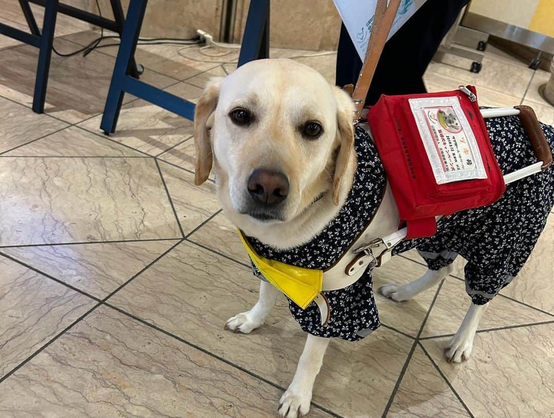 ニューオータニイン札幌さんのインスタグラム写真 - (ニューオータニイン札幌Instagram)「盲導犬の「ツキちゃん」再来店！ 本日、ゴールデンウィークに開催した盲導犬チャリティビュッフェの一部を寄付、感謝状を頂戴しました。 ご参加いただいた皆様ご協力いただき、ありがとうございました。  #ニューオータニイン札幌 #盲導犬 #盲導犬チャリティー #北海道盲導犬協会 #ビュッフェ #食事 #スイーツ #ホテル #おでかけ #札幌グルメ #札幌ホテル #sapporo」5月31日 15時02分 - newotani_inn_sapporo