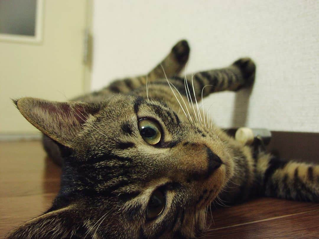 Musashiさんのインスタグラム写真 - (MusashiInstagram)「2008年7月。壁を踏みしめるムサシさん。#mck延長戦 #musashi_the_cat #musashi #mck #cat #キジトラ #ムサシさん」5月31日 16時01分 - _daisy