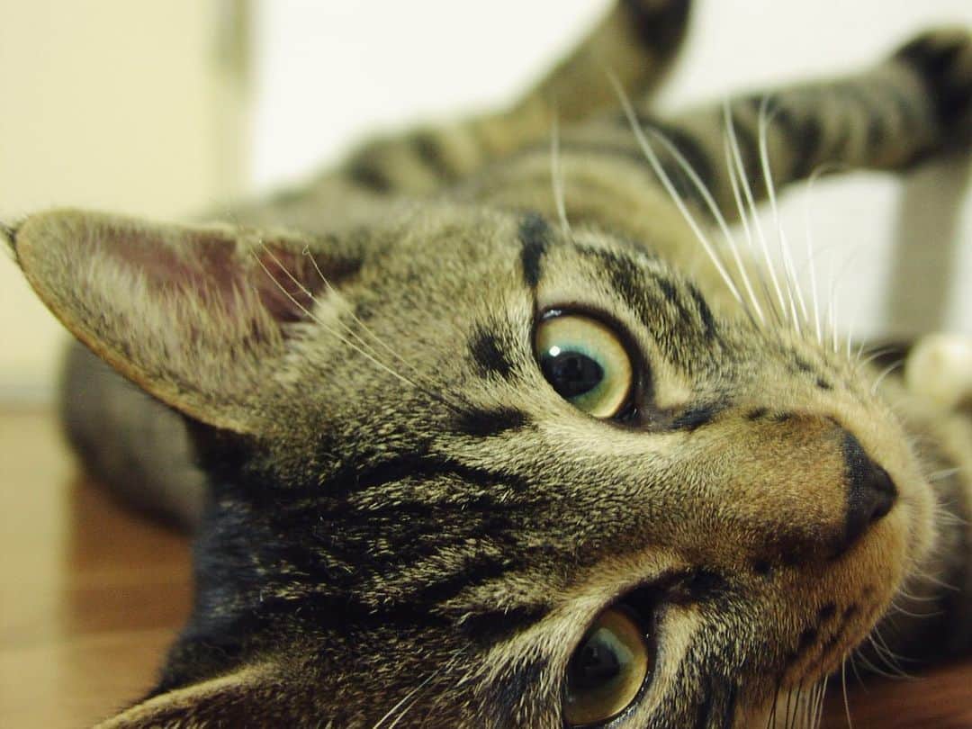 のインスタグラム：「2008年7月。壁を踏みしめるムサシさん。#mck延長戦 #musashi_the_cat #musashi #mck #cat #キジトラ #ムサシさん」