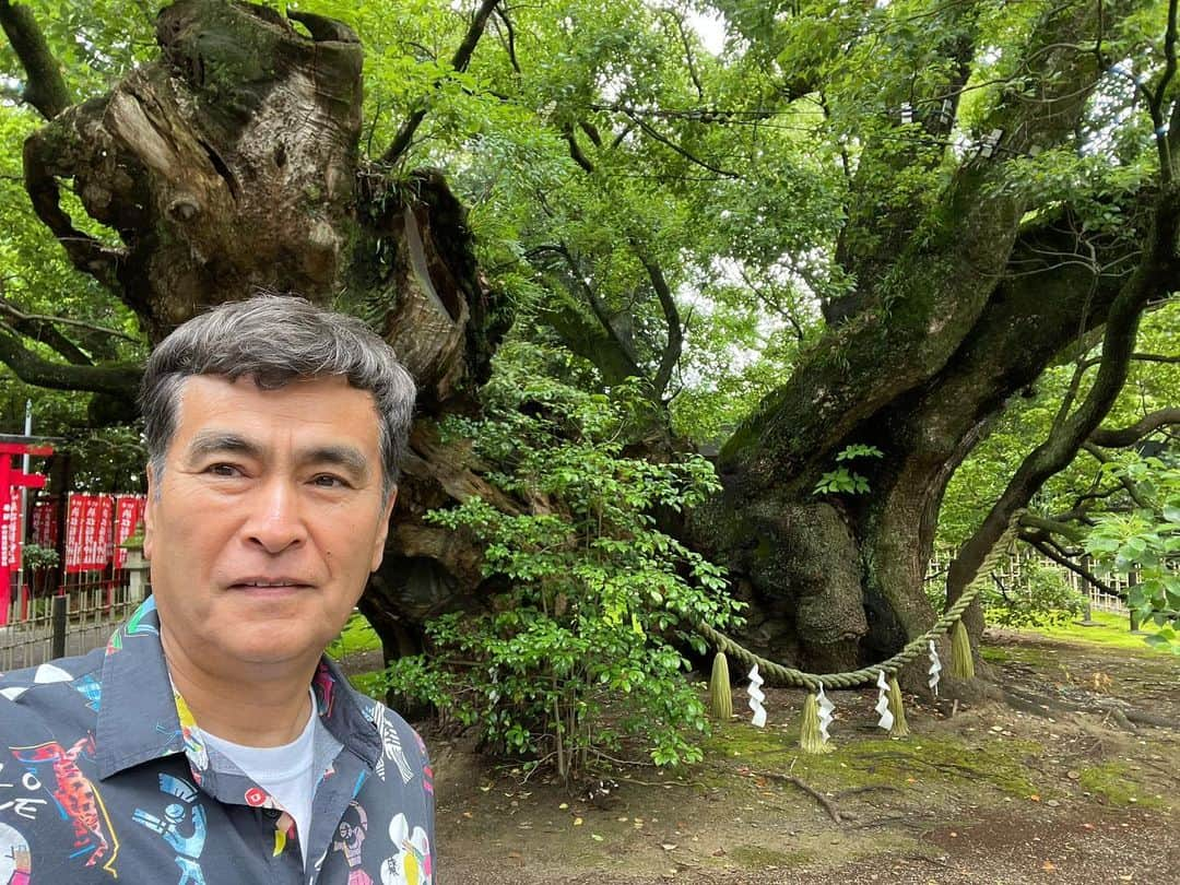 石原良純さんのインスタグラム写真 - (石原良純Instagram)「浜松八幡宮の御神木『雲立楠』。家康は三方ヶ原から武田軍に追われ八幡宮の楠の洞に隠れた。すると瑞雲が立ち昇り、白馬の翁が浜松城まで導いてくれたとか。浜松に残る家康の伝承は逃げて、隠れるものばかり。青年家康は、遠江の国では頼りにならないアウェーな存在。民の信任を得る為にも、信玄を素通りさせる訳にはいかなかったのかも。」5月31日 16時01分 - yoyoshizumi