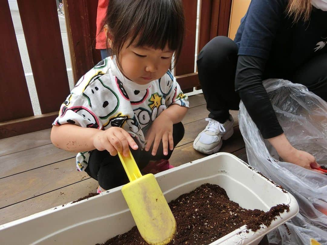 みゆきっこつばめ保育園・そら保育園さんのインスタグラム写真 - (みゆきっこつばめ保育園・そら保育園Instagram)「． 『おおきくなあれ✨』 （つばめ・うさぎ組）  5月31日（水） 早くも梅雨入りをし、思うようにお外に遊びに行けなくなってきましたが、うさぎ組さんは元気いっぱいです！  先日、みんなでピーマン・パプリカ・ナスの苗を植えました♪ 給食で中々野菜が進まない子が多く、みんなで育てることで進んで口にすることが出来ればと思い育てることにしました★ 土入れでは「よいしょ！」と言いながら土を入れ頑張っていました😄 中には手についてしまうのが苦手な子もいましたよ😅 苗を植える時は優しくそーっと持ち、慎重なうさぎ組さん。 最後は順番にお水をあげて、楽しく植えました🌱  もう花が咲いてきて「あ！おはなさいてる👀」と発見していた子どもたち。 これから毎日お水やりをして、自分たちで育てた野菜を収穫できる日が今から楽しみです♡」5月31日 16時16分 - miyukikkotsubamesora