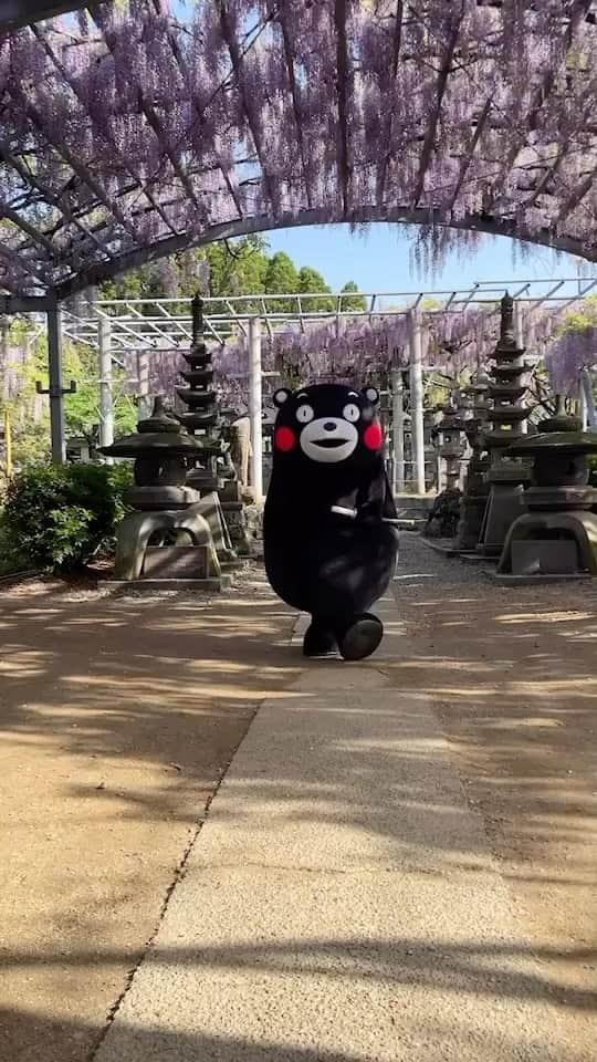 くまモン隊【official】のインスタグラム：「. まだまだ、玉名市山田日吉神社からお届けします〜🌟  【🗡️ 刀シリーズpart1 🗡️】  刀を持ったくまモン🤨💨  完全に“モード”に入っております🔥  …あれ？🙄  #くまモン #kumamon #熊本  #玉名 #山田日吉神社 #藤の花 #山田の藤 #藤棚 #見頃は4月中旬〜下旬👀✨」