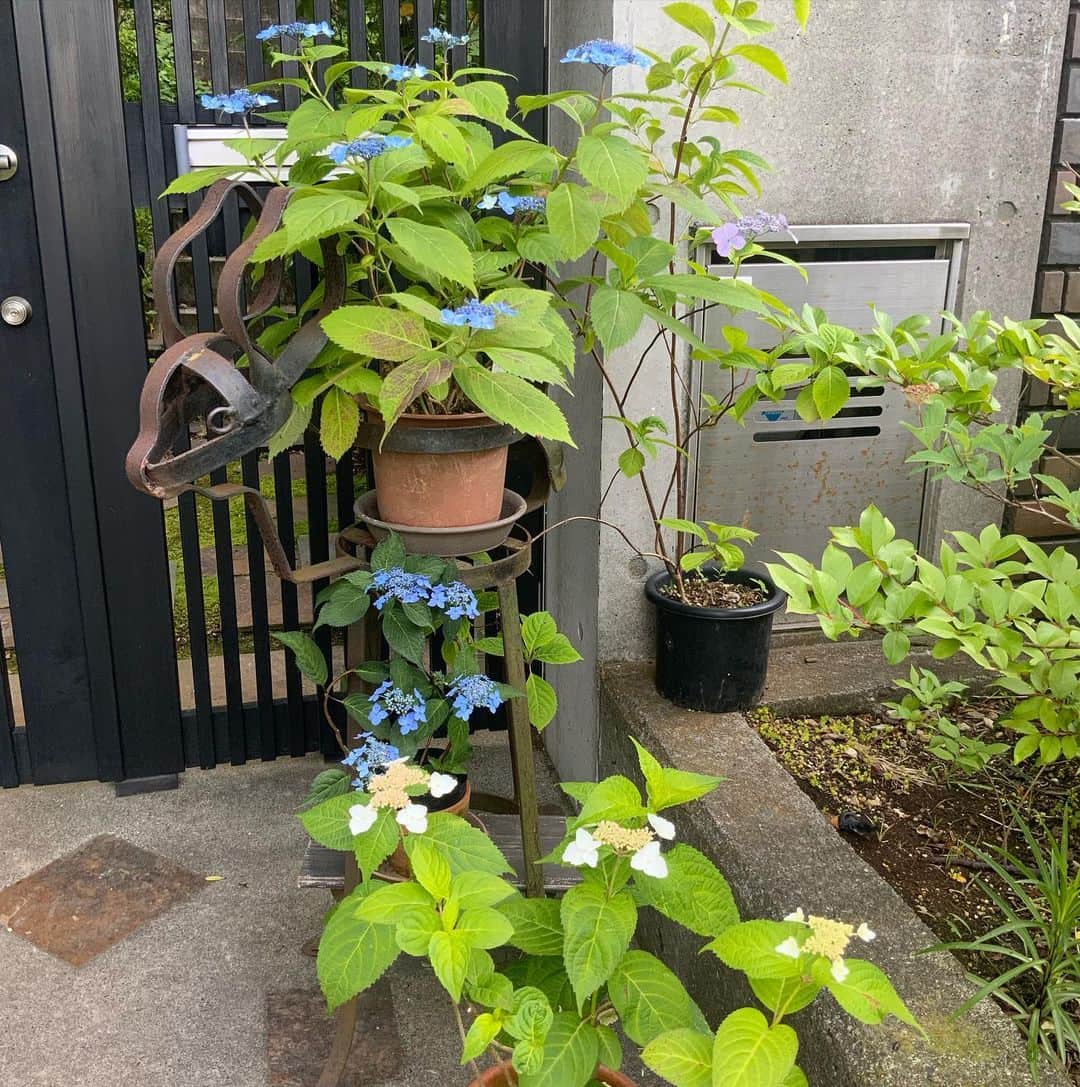 ヒロミチナカノさんのインスタグラム写真 - (ヒロミチナカノInstagram)「山紫陽花です..まんなかのブルーが藍姫..その上にあるブルーに白の線が入っているものが流星..それ以外は❓です。 #flowers」5月31日 16時31分 - hiromichinakano_official