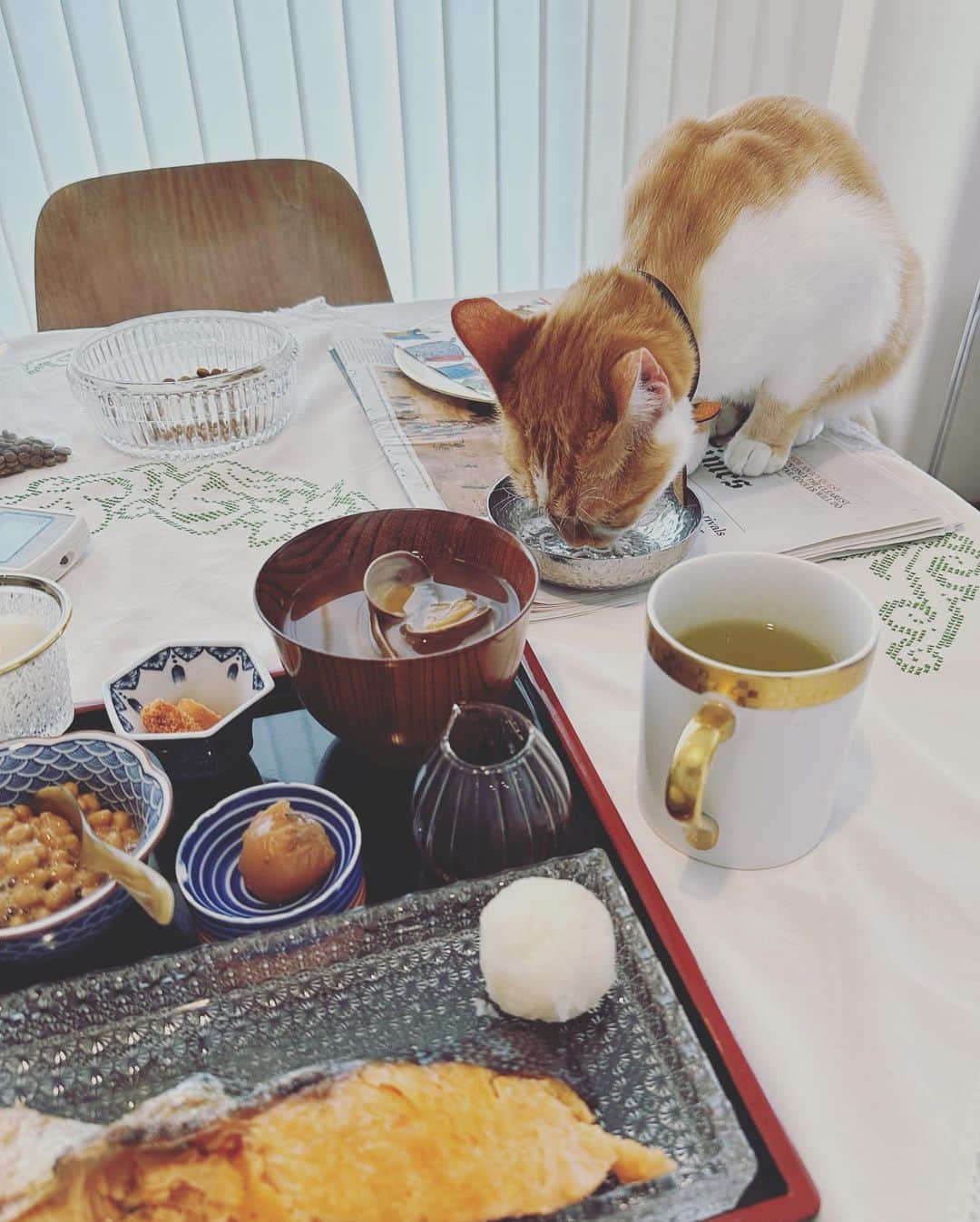 fukishaljさんのインスタグラム写真 - (fukishaljInstagram)「I love eat 😋  (子猫ちゃんがいて高いところにしかごはんおけなくてキャットフード机に置いててごめんなさい🙏🏻)  レモンちゃんは久しぶりの預かりボランティアぶり子育て🍋」5月31日 16時58分 - fukicammy_official