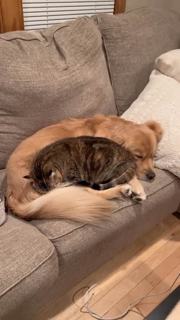 のインスタグラム：「Beautiful friendship 🥰  If you like it pls support with ❤️  Credit: beautiful nashypaws (tt) Check them out ☺️  ** For all crediting issues and removals pls 𝐄𝐦𝐚𝐢𝐥 𝐮𝐬 ☺️  𝐍𝐨𝐭𝐞: we don’t own this video/pics, all rights go to their respective owners. If owner is not provided, tagged (meaning we couldn’t find who is the owner), 𝐩𝐥𝐬 𝐄𝐦𝐚𝐢𝐥 𝐮𝐬 with 𝐬𝐮𝐛𝐣𝐞𝐜𝐭 “𝐂𝐫𝐞𝐝𝐢𝐭 𝐈𝐬𝐬𝐮𝐞𝐬” and 𝐨𝐰𝐧𝐞𝐫 𝐰𝐢𝐥𝐥 𝐛𝐞 𝐭𝐚𝐠𝐠𝐞𝐝 𝐬𝐡𝐨𝐫𝐭𝐥𝐲 𝐚𝐟𝐭𝐞𝐫.  We have been building this community for over 6 years, but 𝐞𝐯𝐞𝐫𝐲 𝐫𝐞𝐩𝐨𝐫𝐭 𝐜𝐨𝐮𝐥𝐝 𝐠𝐞𝐭 𝐨𝐮𝐫 𝐩𝐚𝐠𝐞 𝐝𝐞𝐥𝐞𝐭𝐞𝐝, pls email us first. **  #catasticworld #catsofgram #catsforlife #catslifestyle #catsplaying #catssleeping #catsworldwide #catvibes #catsinstagram #catrules #catvideooftheday #catphotoshoot #caturdaynight #catventures #catvids」
