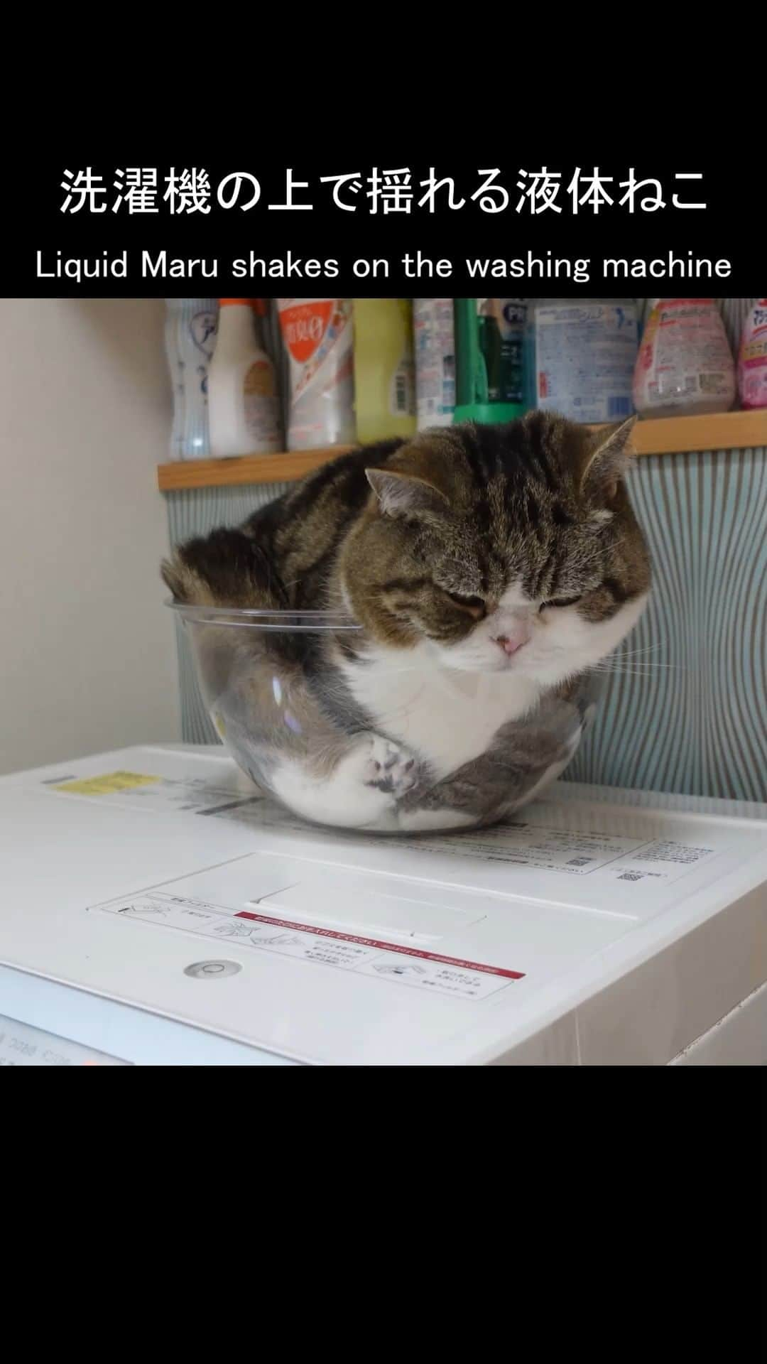 まる & はなのインスタグラム：「洗濯機の上で揺れる液体まるさん。Liquid Maru shakes on the washing machine.  元動画はこちら↓　Original video↓ https://youtu.be/YPzvQOpgt8s  #猫は液体 #透明ボウル #まる #猫 #Maru #cats」