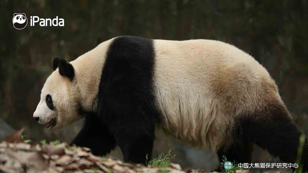 iPandaさんのインスタグラム写真 - (iPandaInstagram)「Panda taking you for a walk, walking all the sorrows away. (Bai Yun) 😁 🐼 🐼 🐼 #Panda #iPanda #Cute #PandaPic #CCRCGP #FriendshipMessenger  For more panda information, please check out: http://en.ipanda.com」5月31日 17時30分 - ipandachannel