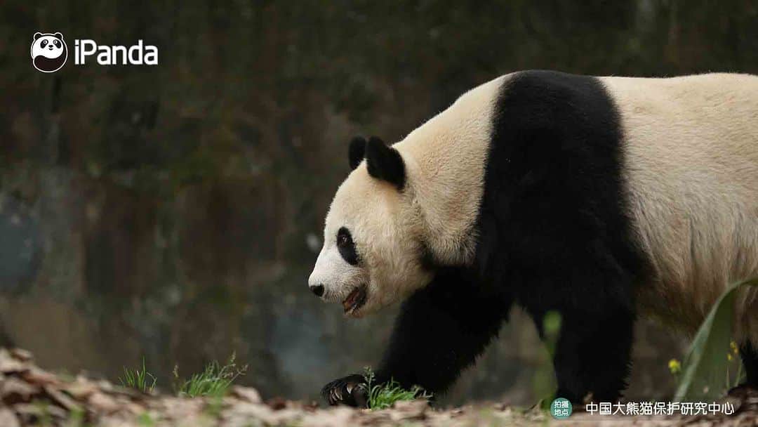 iPandaさんのインスタグラム写真 - (iPandaInstagram)「Panda taking you for a walk, walking all the sorrows away. (Bai Yun) 😁 🐼 🐼 🐼 #Panda #iPanda #Cute #PandaPic #CCRCGP #FriendshipMessenger  For more panda information, please check out: http://en.ipanda.com」5月31日 17時30分 - ipandachannel