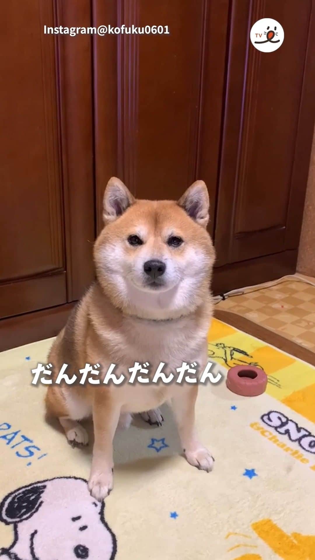 のインスタグラム：「▼▽▼▽▼ ／ 「心当たりはありますが… あ、お風呂行かなくて平気？」 ＼ ㅤㅤ 今回素敵な投稿してくださったのは… @kofuku0601 さん（小福くん） 他にも素敵なお写真がたくさんあるので ぜひ遊びに行ってみてね♪ ㅤㅤ ㅤㅤ ㅤㅤ 〖 #pecoいぬ部（ #ペコねこ部 ） 〗をつけてご投稿いただくと PECOのSNSで楽しくご紹介させていただきます😋 フォロー&コメントお待ちしています✨ ㅤㅤ ㅤㅤ  ============================== @pecodogs（ #pecocats ）☚YouTubeでも可愛いワンコ（ニャンコ）紹介中🐶💕 ==============================  #犬のいる暮らし #犬部 #犬好きな人と繋がりたい #dogstagram #doglover #멍스타그램 #개스타그램  #柴犬 #shibainu #お風呂行っていいよ #母の小言を聞く犬 #理解している #人間化」