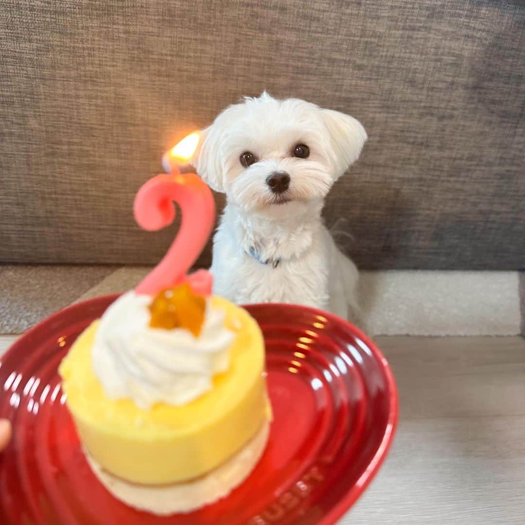 来栖りんのインスタグラム：「2歳のお誕生日おめでとう🎂！！！！ プレゼント沢山貰って嬉しそうだった〜〜いつも健康に過ごしてくれてありがとうね🥳🫶  お写真は、ろうそく危ないからって少し遠くから頑張って待てしてくれてるちまです」