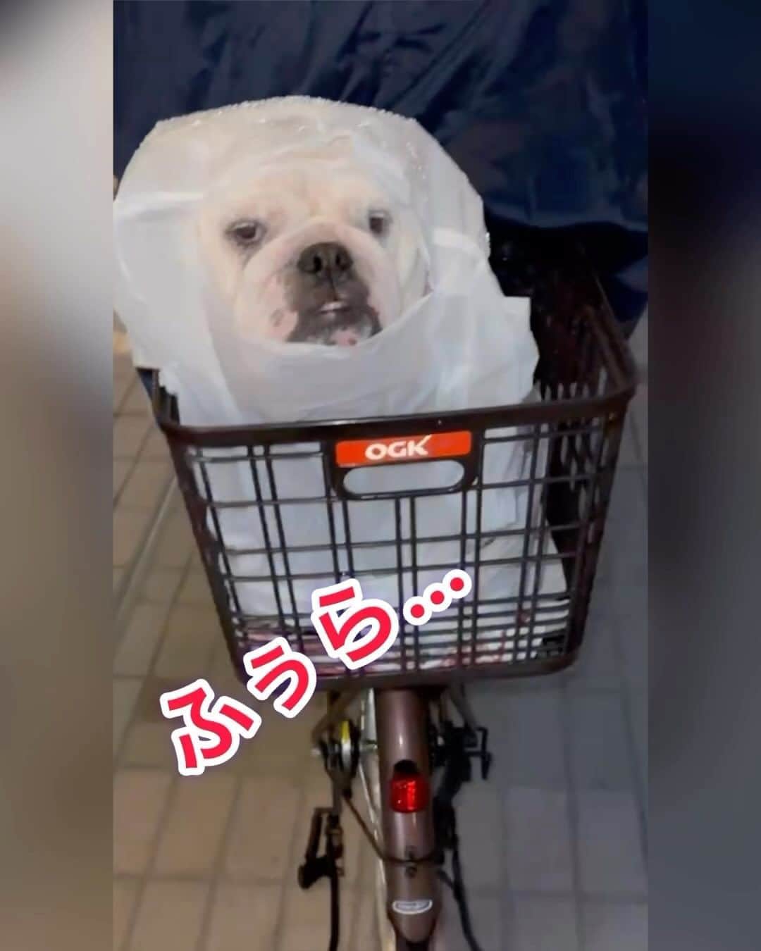 堀田祐美子のインスタグラム