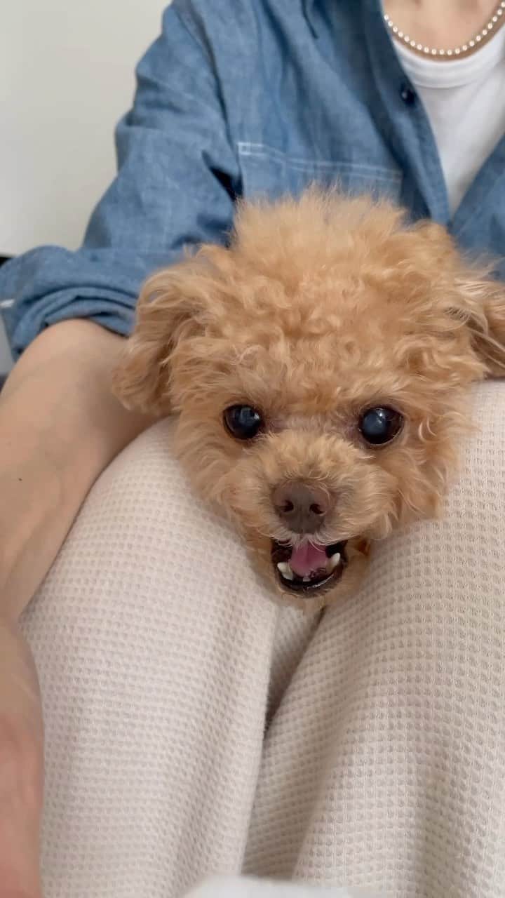 のインスタグラム：「おこです💢  #toypoodle#toypoodlegram#dogsofinstagram#instadog#doglover#doglife#cutedog#dog#fuwamama#ふわもこのふわ#ふわ#トイプードル#ふわもこ部#犬バカ部#親バカ部#犬のいる暮らし#いぬすたぐらむ」