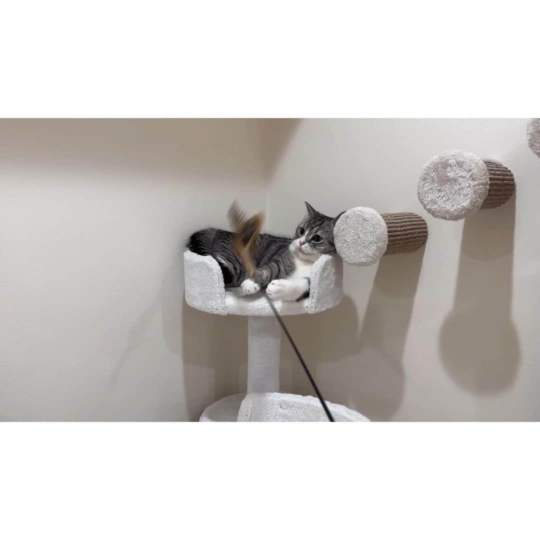 もちまるさんのインスタグラム写真 - (もちまるInstagram)「赤ちゃんに興味津々の猫たち」5月31日 18時09分 - catmotimaru