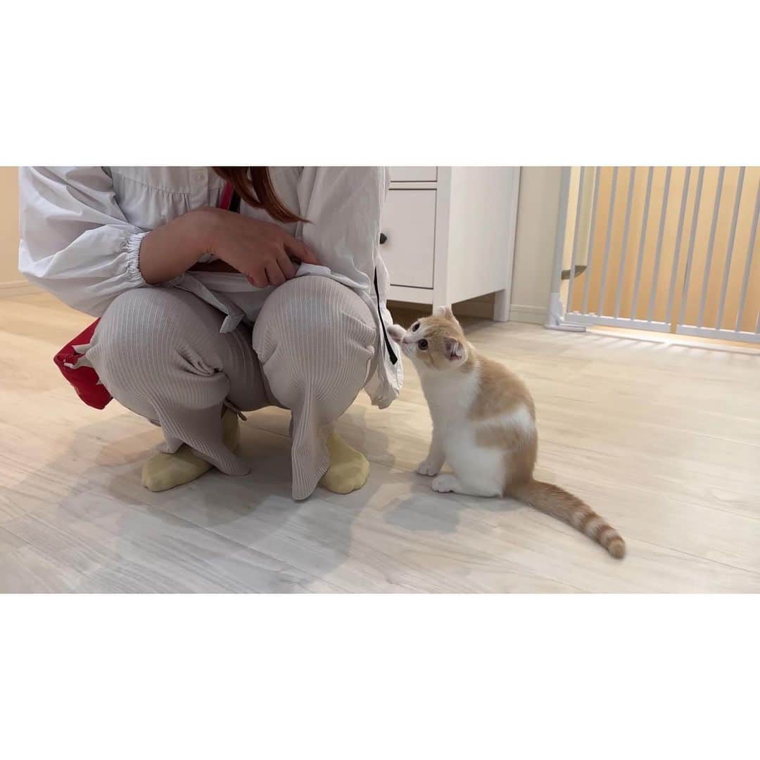 もちまるさんのインスタグラム写真 - (もちまるInstagram)「赤ちゃんに興味津々の猫たち」5月31日 18時09分 - catmotimaru