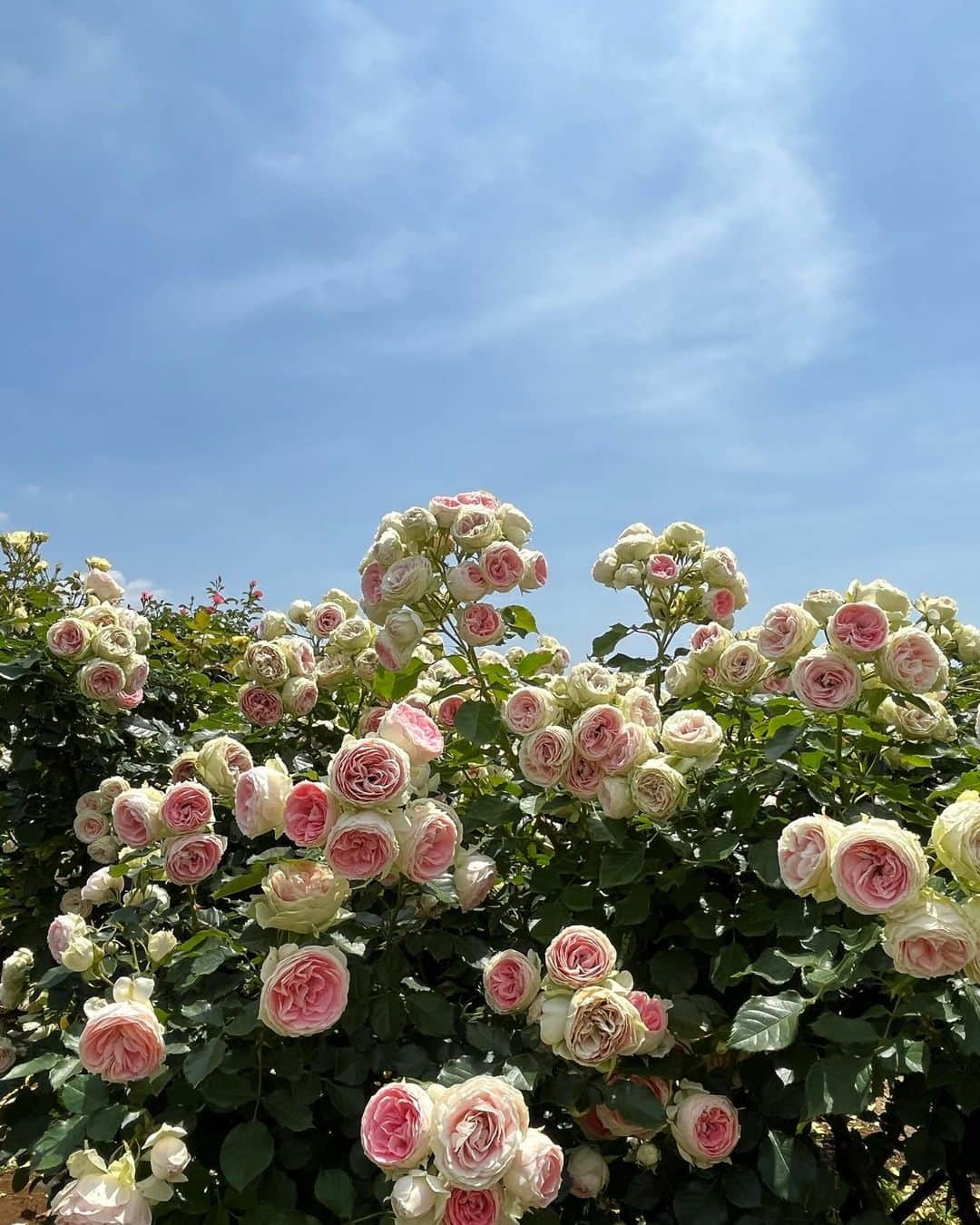 星野晴海のインスタグラム：「久々に一人で穏やかな時間を過ごしました¨̮ 薔薇好きなんだよね‎₍ ᐢ. ̫ .ᐢ ₎ 自信たっぷり立派に凛と咲いてる感じとか綺麗だけど誰にも干渉させない感じ ただ不意に孤独で寂しそうに見える儚さみたいなのも今回は感じました。見る時期やその時の気持ちで、同じ景色でも感じ方が変わるから自然は飽きないし、いつまでもパワーをくれるんだよね。 そんな自然に今回も絶大なパワーを貰った素敵な1日でした🫵🏻」