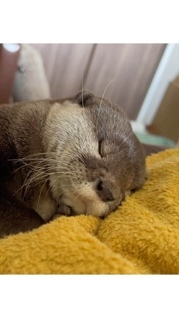 カワウソ コタロー&ハナのインスタグラム：「Happy World Otter Day🦦🤎 . .‬ ‪.‬ #カワウソ #コツメカワウソ #カワウソハナ #コタロー  #カワウソコタロー #otter #otters #baby #cute #小動物 #動物 #ペット #pet #かわいい #かわうそ #もふもふ #animal #수달  #귀여워 #水獺 #loutre #lontra #lutra #выдра #นาก #petstagram #otterlove #kotarotheotter #otterkotaro」