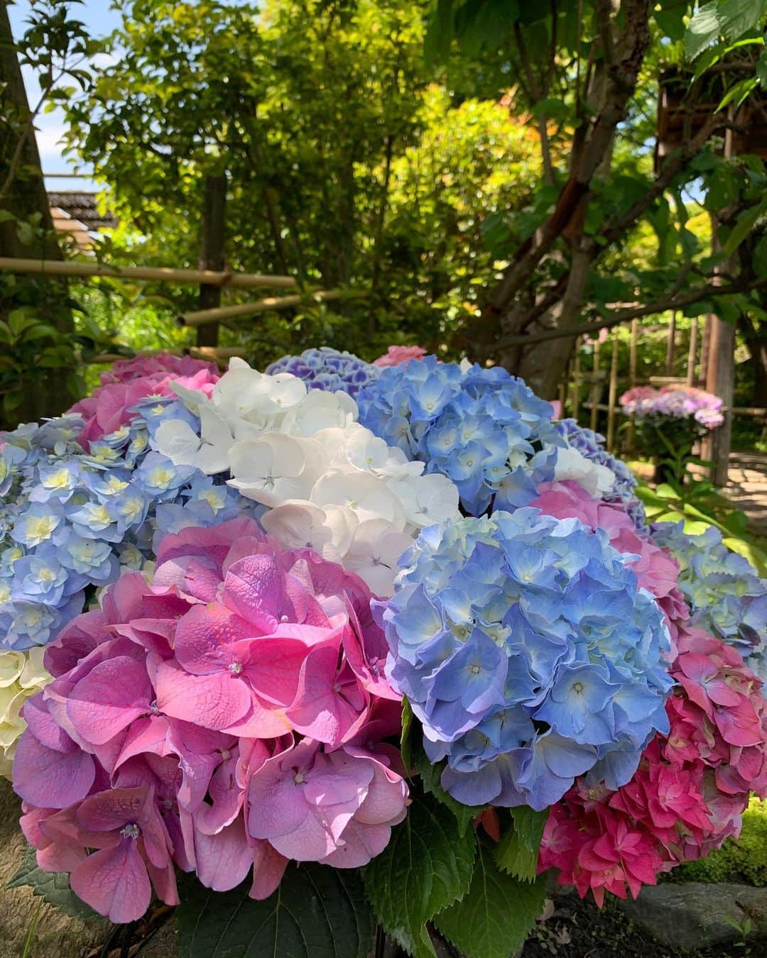 ホテルニューオータニ博多さんのインスタグラム写真 - (ホテルニューオータニ博多Instagram)「5月もいよいよ最終日  10年ぶりの5月の梅雨入りが発表され、季節の移ろいを実感しますね。 筥崎宮では紫陽花が綺麗に咲いていました。  6/1から開かれる筥崎宮あじさい苑は福岡の観光スポットとしても有名です。 ホテルにお越しの際は、足を運んでみてはいかがですか？✨  #紫陽花 #梅雨入り #あじさい #筥崎宮 #筥崎宮あじさい苑 #紫陽花の季節 #菖蒲 #しょうぶ #福岡ホテル #ホテルニューオータニ博多 #ニューオータニ博多」5月31日 18時24分 - newotani_hakata_official