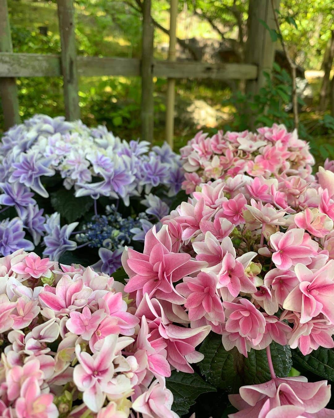 ホテルニューオータニ博多さんのインスタグラム写真 - (ホテルニューオータニ博多Instagram)「5月もいよいよ最終日  10年ぶりの5月の梅雨入りが発表され、季節の移ろいを実感しますね。 筥崎宮では紫陽花が綺麗に咲いていました。  6/1から開かれる筥崎宮あじさい苑は福岡の観光スポットとしても有名です。 ホテルにお越しの際は、足を運んでみてはいかがですか？✨  #紫陽花 #梅雨入り #あじさい #筥崎宮 #筥崎宮あじさい苑 #紫陽花の季節 #菖蒲 #しょうぶ #福岡ホテル #ホテルニューオータニ博多 #ニューオータニ博多」5月31日 18時24分 - newotani_hakata_official