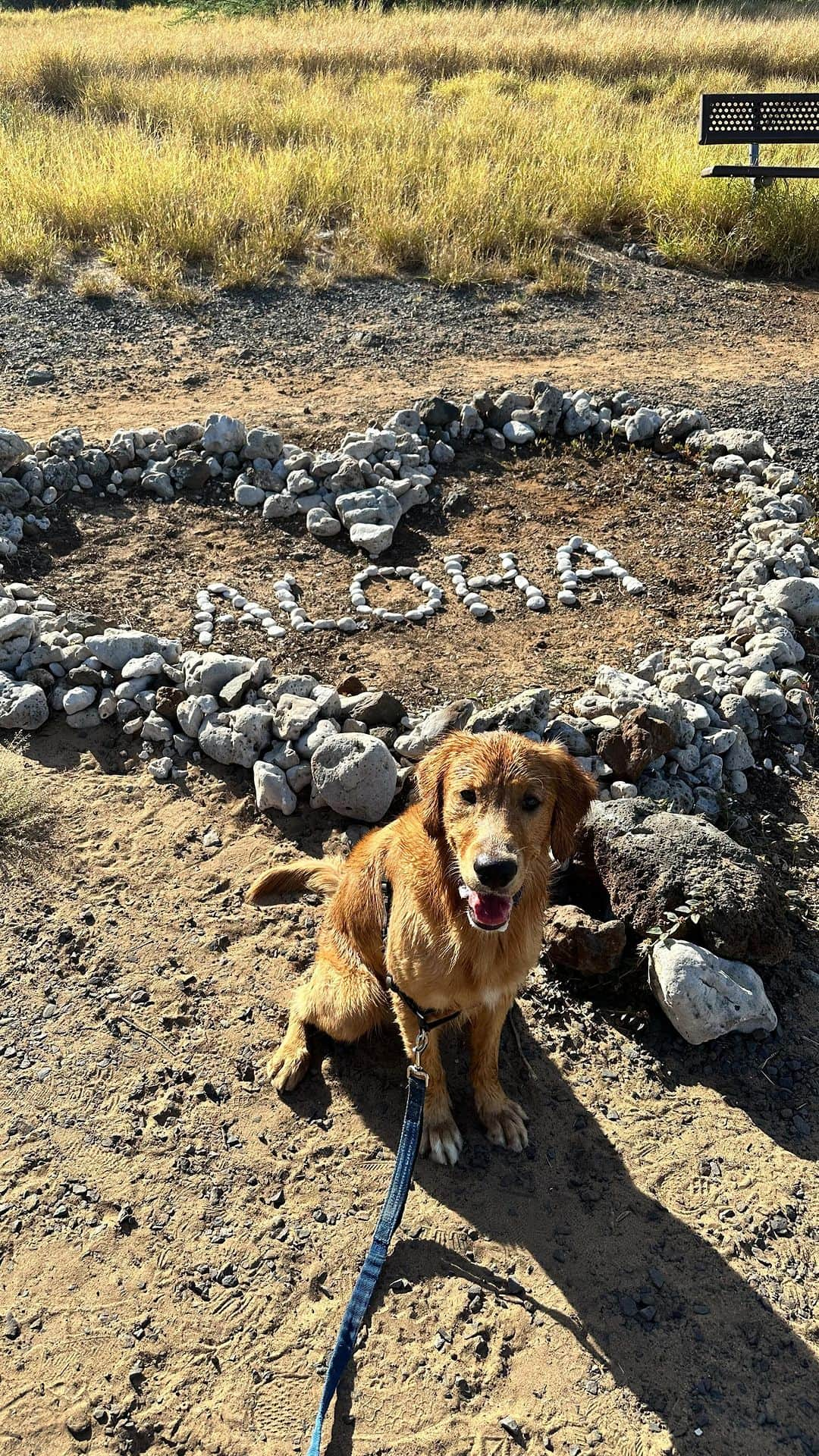 Bodhi & Butters & Bubbahのインスタグラム：「🏝️🌺☀️ a beautiful day in Hawai’i nei 🙏🩵🌈  #luckywelivehawaii #maui #golden #mauipup #mauidog  #goldengram」