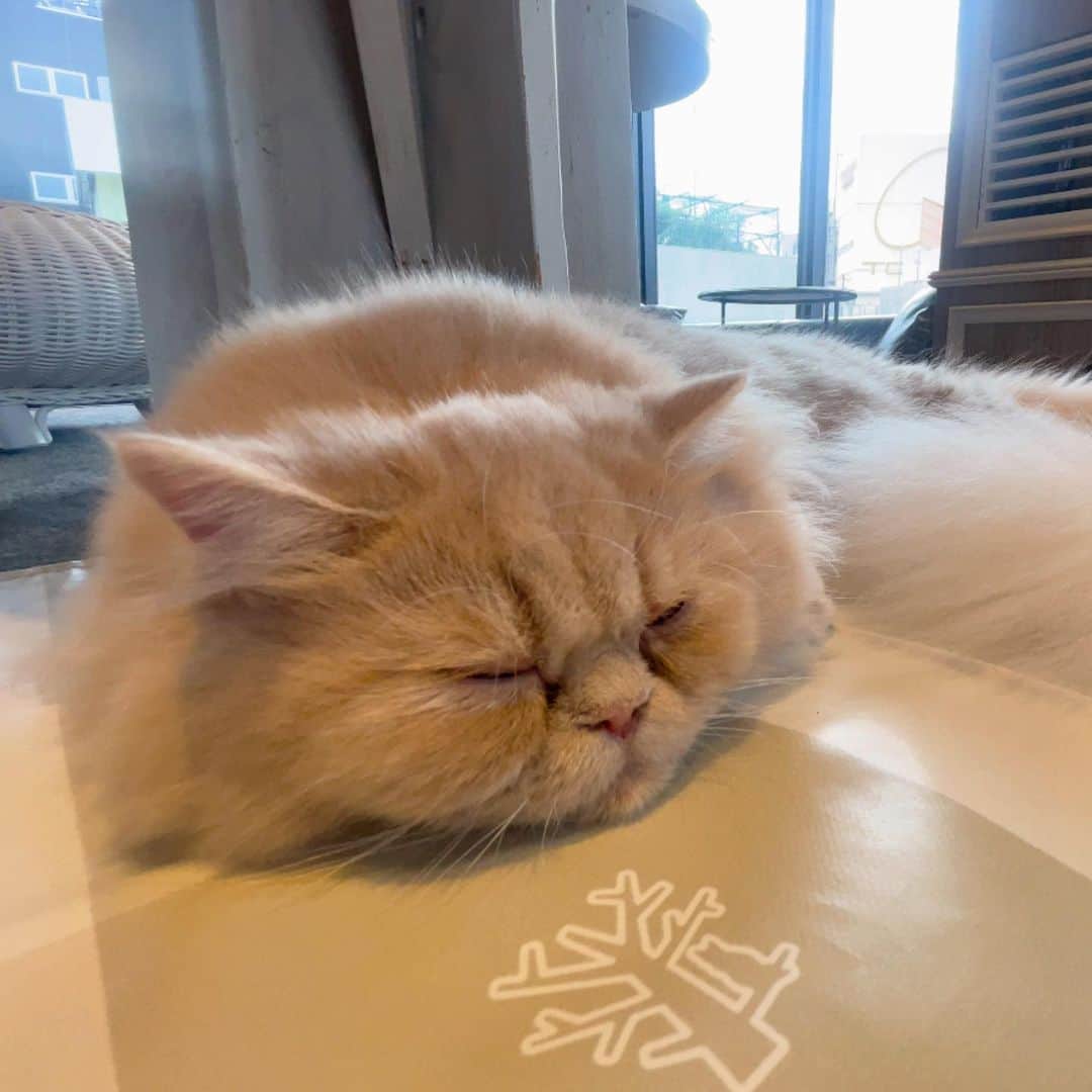 atmmyさんのインスタグラム写真 - (atmmyInstagram)「🐈猫カフェに来たにゃ！🐈  初めて沢山のぬこ達に囲まれて微笑みが止まらない😂  もふもふの猫ちゃんばっかり♡  ここは『猫カフェMOCHA』の渋谷センター街店(宇田川)です^ ^  漫画本も置いてあるし、ドリンクも飲み放題で、 スマホ充電もできるし、とっても綺麗!! 全然ゆっくりできましたよ^ ^  5-6枚目動画だよ🎥  みんなで仲良く猫ちゃんを可愛がりました♪  気になる方は是非行って見てください😘✨  PR @catcafemocha #東京猫カフェ #癒されスポット #ねこのいるカフェ #渋谷カフェ #猫カフェ #猫カフェmocha #猫カフェmocha渋谷センター街店 #渋谷猫カフェ #ヌコ #catcafe #shibuya」5月31日 20時45分 - atmmy