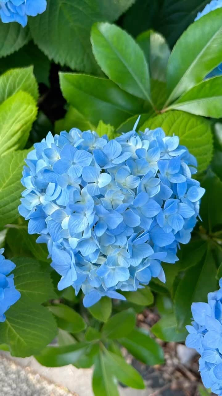 marikoのインスタグラム：「💠🌿 梅雨入りと発表された途端 青空の良いお天気☀️😁 御池通りの紫陽花を 見に行きました🚶‍♀️🎵 今を見頃と咲き誇る💠🌿 なんて綺麗な青💙 土が酸性なのですね🖋️😆 『たわわに実った』 と言いたくなるほど 丸くて豪華✨ そして可愛らしい☺️  ここ、御池通りの紫陽花💠🌿 毎年綺麗に咲いて ほんとに素晴らしい👏 今年も楽しませて いただきました🙏💠🌿  #紫陽花 #あじさい  #御池通り #京都散歩 #京都散歩道 #kyoto #kyotogram」