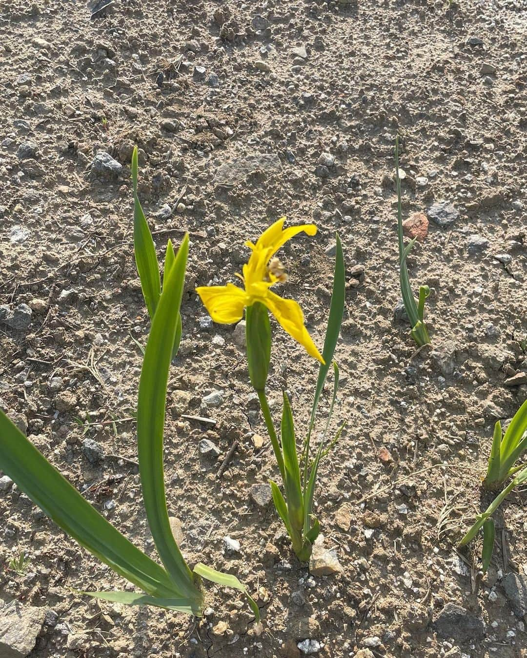 ミリョさんのインスタグラム写真 - (ミリョInstagram)「무럭 무럭 자라렴, 자라자, 나도!😊」5月31日 21時01分 - miryoakajohoney