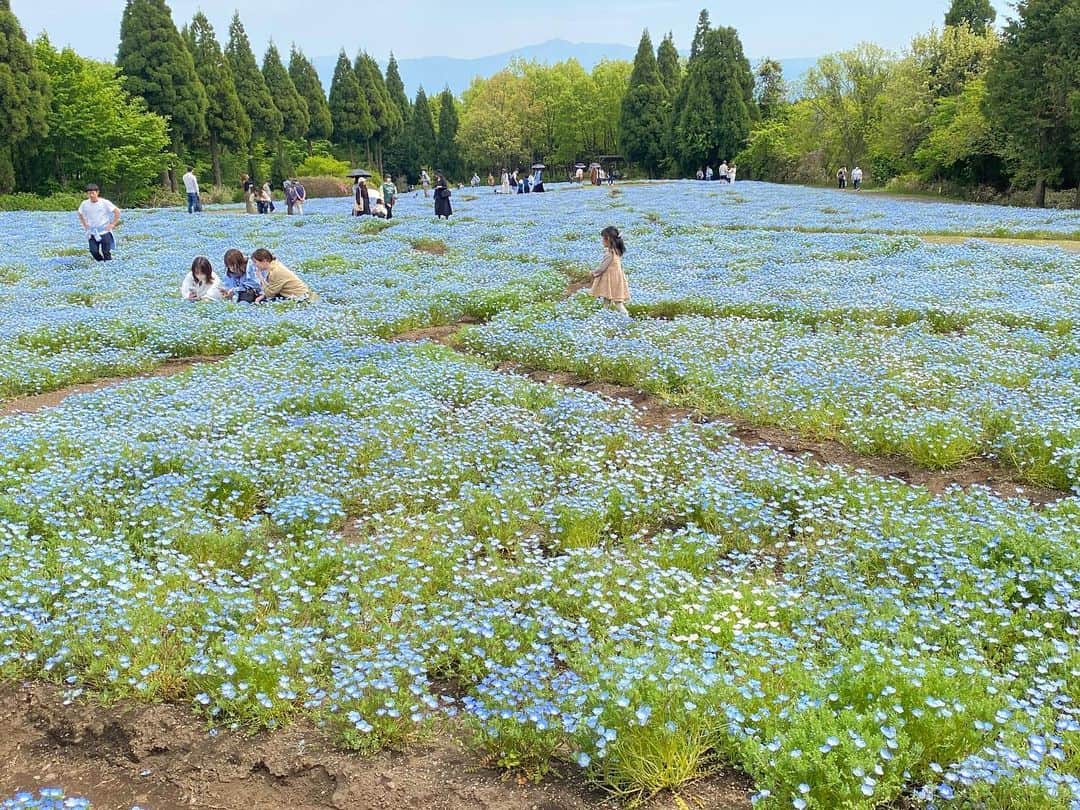 前川由希子さんのインスタグラム写真 - (前川由希子Instagram)「・ ネモフィラ畑。  昔はまったく興味なかったけど、 近年、季節の花を見に行きたい。。 歳のせいなのか？😂  すっごくキレイだから 歳でも何でもいいや😏  #ネモフィラ  #ネモフィラ畑  #ラベンダー とか見たいな😏 #花見  #季節の花見  #丸顔が過ぎる」5月31日 21時04分 - maekawa.yukiko