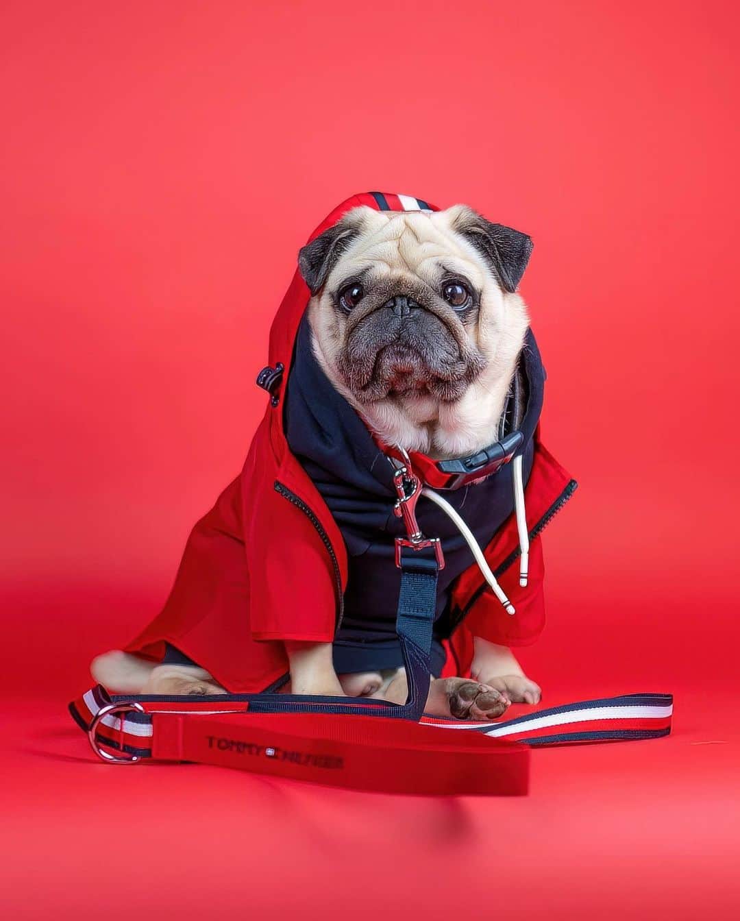 Tommy Hilfigerのインスタグラム：「It's a pug's world, and we're just living in it. Tap to shop the Dog Collection. @thepuggysmalls」