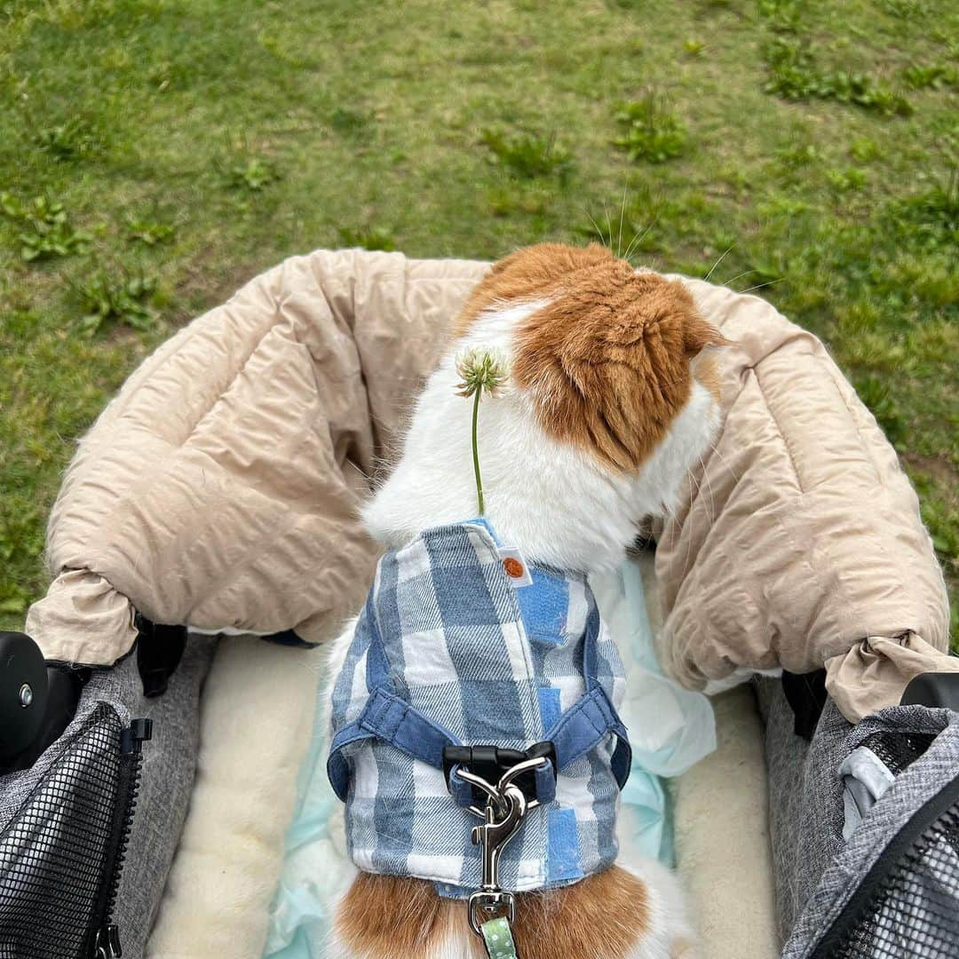 のんたさんのインスタグラム写真 - (のんたInstagram)「通院の帰りにお散歩🍀 2月に梅を見た公園にはシロツメクサが咲いていました。 3月も4月も病院に行っているけど写真を撮ってなくて反省中。記録は大事ですね。  のんちゃんは久しぶりにリンの値が上がってしまい、粉末のサプリ(カリナールコンボ)を飲むことになりました。 粉薬をごはんに混ぜるのはNGなのんちゃん🙅‍♀️ 以前は水に溶かしてシリンジで飲ませていましたが誤嚥の咳き込みが私のトラウマで 今回は空のカプセルに詰め替えてなんとか飲んでもらっています。 5号のカプセルがこれまた小さくて…粉がうまく入ってくれず👀苦労しています。」5月31日 21時46分 - utacci