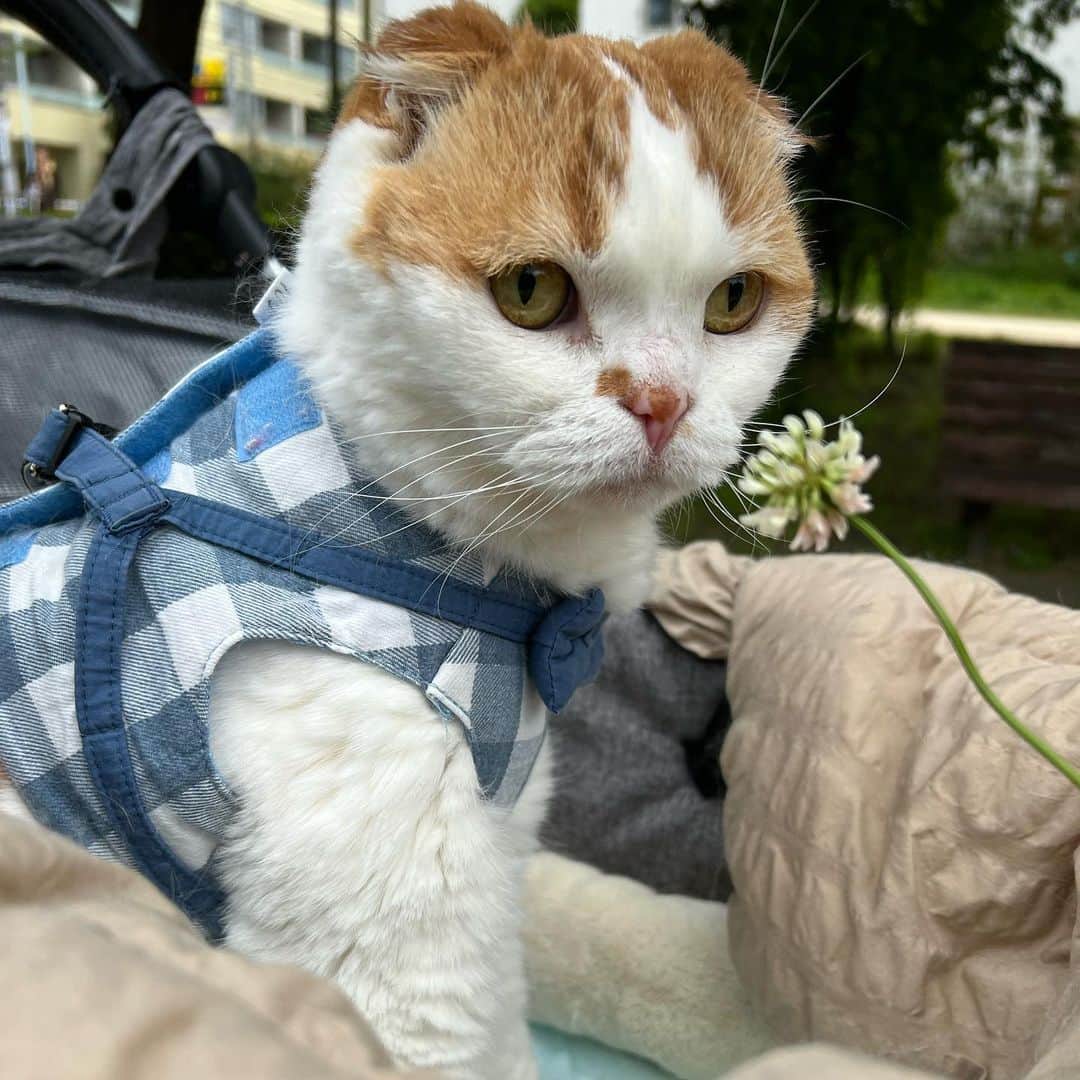 のインスタグラム：「通院の帰りにお散歩🍀 2月に梅を見た公園にはシロツメクサが咲いていました。 3月も4月も病院に行っているけど写真を撮ってなくて反省中。記録は大事ですね。  のんちゃんは久しぶりにリンの値が上がってしまい、粉末のサプリ(カリナールコンボ)を飲むことになりました。 粉薬をごはんに混ぜるのはNGなのんちゃん🙅‍♀️ 以前は水に溶かしてシリンジで飲ませていましたが誤嚥の咳き込みが私のトラウマで 今回は空のカプセルに詰め替えてなんとか飲んでもらっています。 5号のカプセルがこれまた小さくて…粉がうまく入ってくれず👀苦労しています。」
