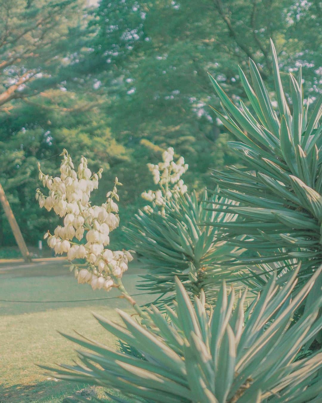 甲斐まりかさんのインスタグラム写真 - (甲斐まりかInstagram)「夏の匂いがした日🕊🌿」5月31日 21時49分 - mari_ka95