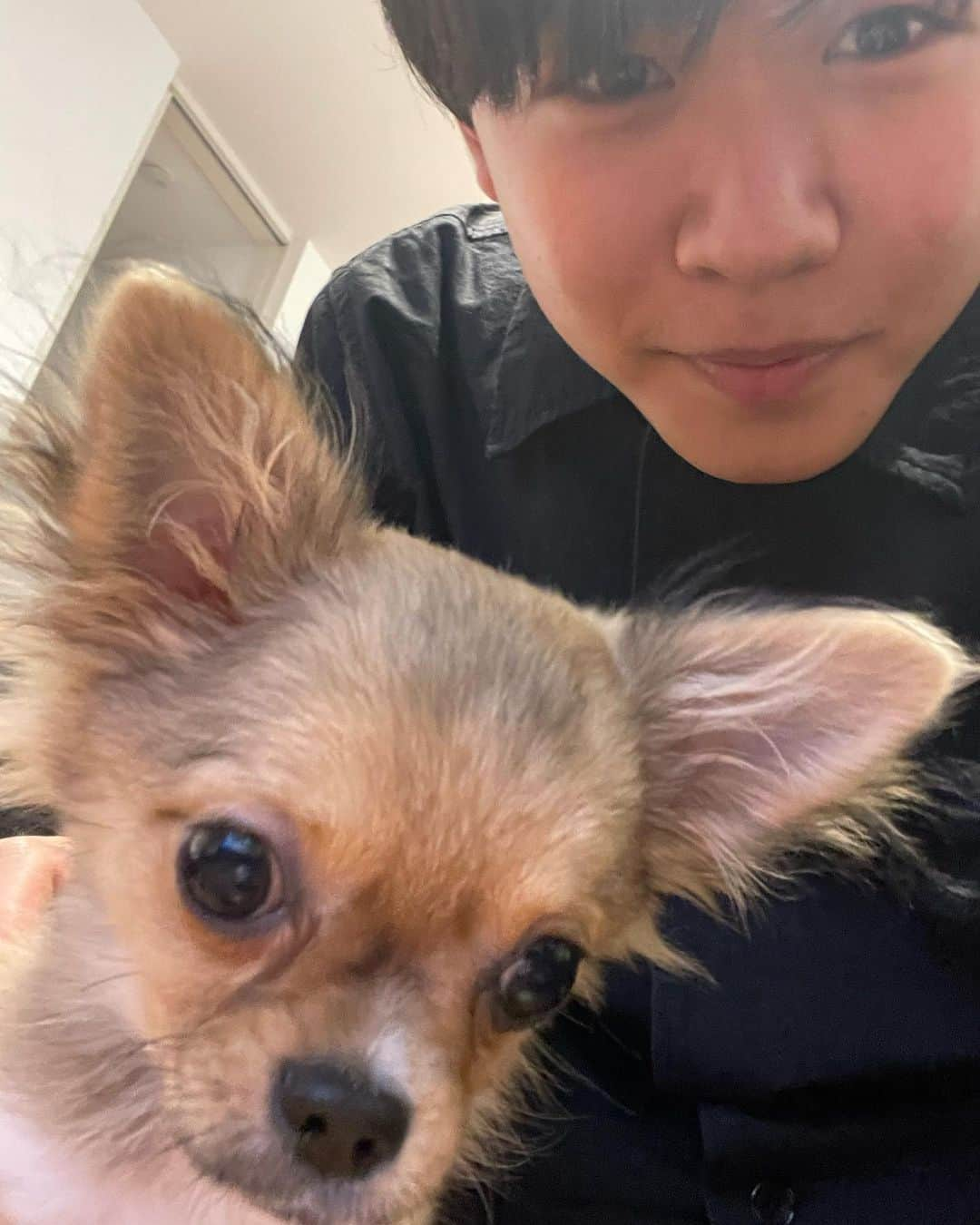 鈴木福のインスタグラム：「我が家の新しい家族  「もなか」です  #ロングコートチワワ #子犬 #もなか」