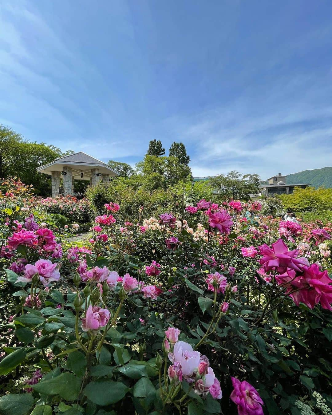 野地優奈さんのインスタグラム写真 - (野地優奈Instagram)「. まったり箱根旅行〜👒💐  強羅公園お散歩した時⛲️ ローズガーデン素晴らしかった🌹🎀 点茶体験もできて嬉しかった🌿🍵  虫の目線から撮ったお花の動画よくない？🐝笑  今回はやらなかったけど お皿の絵付けとか吹きガラス体験とかも 楽しそうだったよ🐶🎨」5月31日 22時36分 - yediyounai310